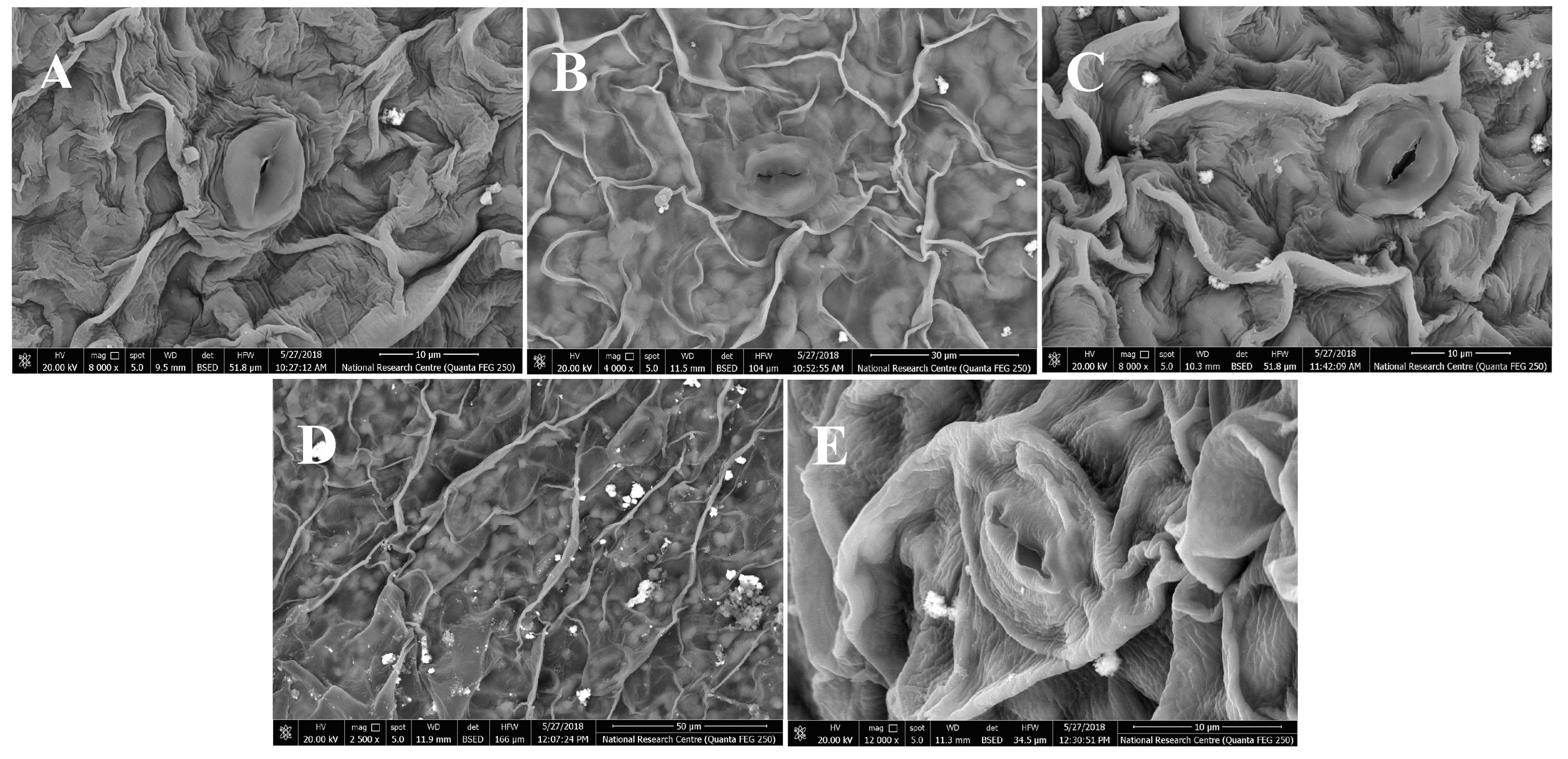 Plants 12 00388 g004