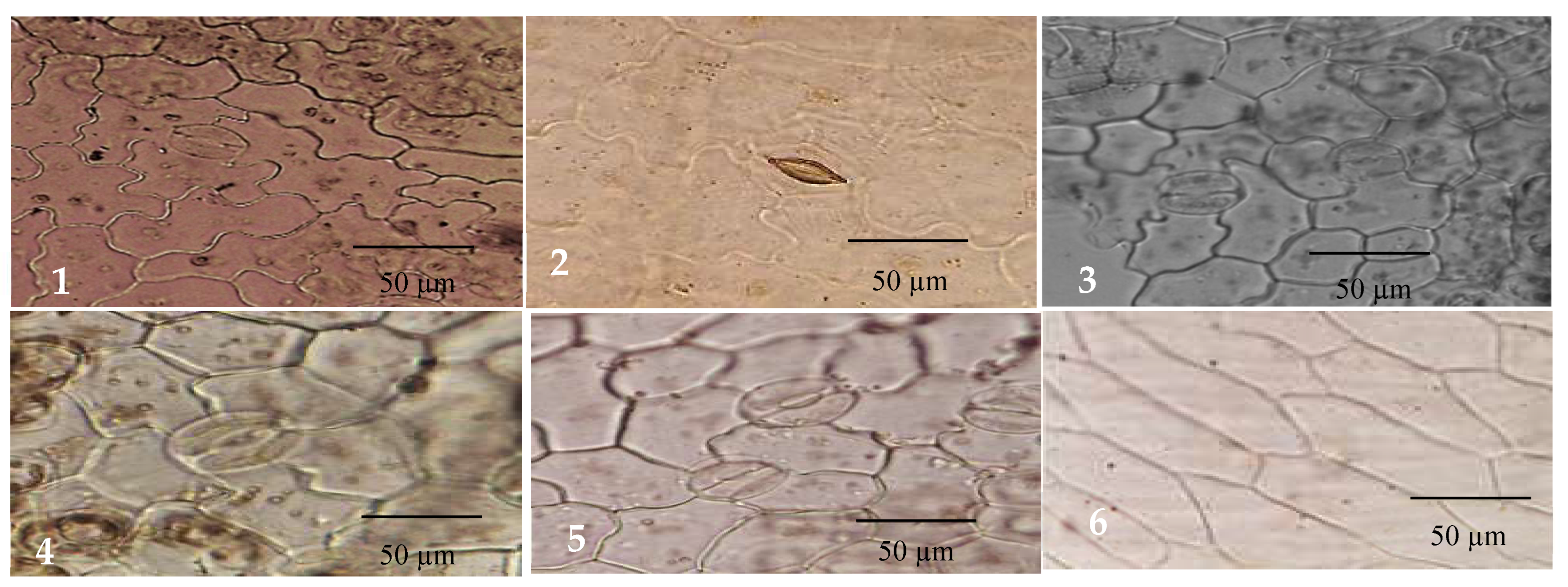 Plants 12 00388 g005