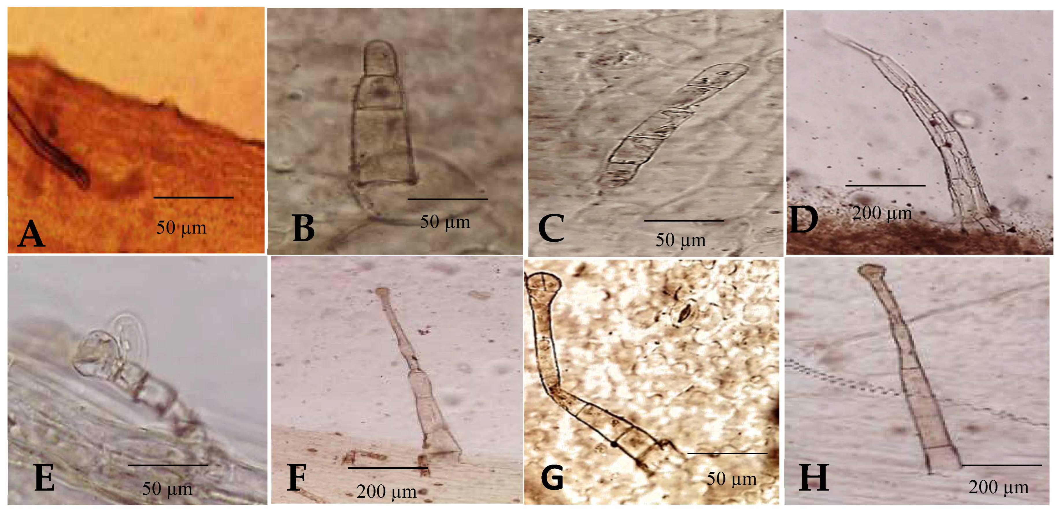 Plants 12 00388 g006