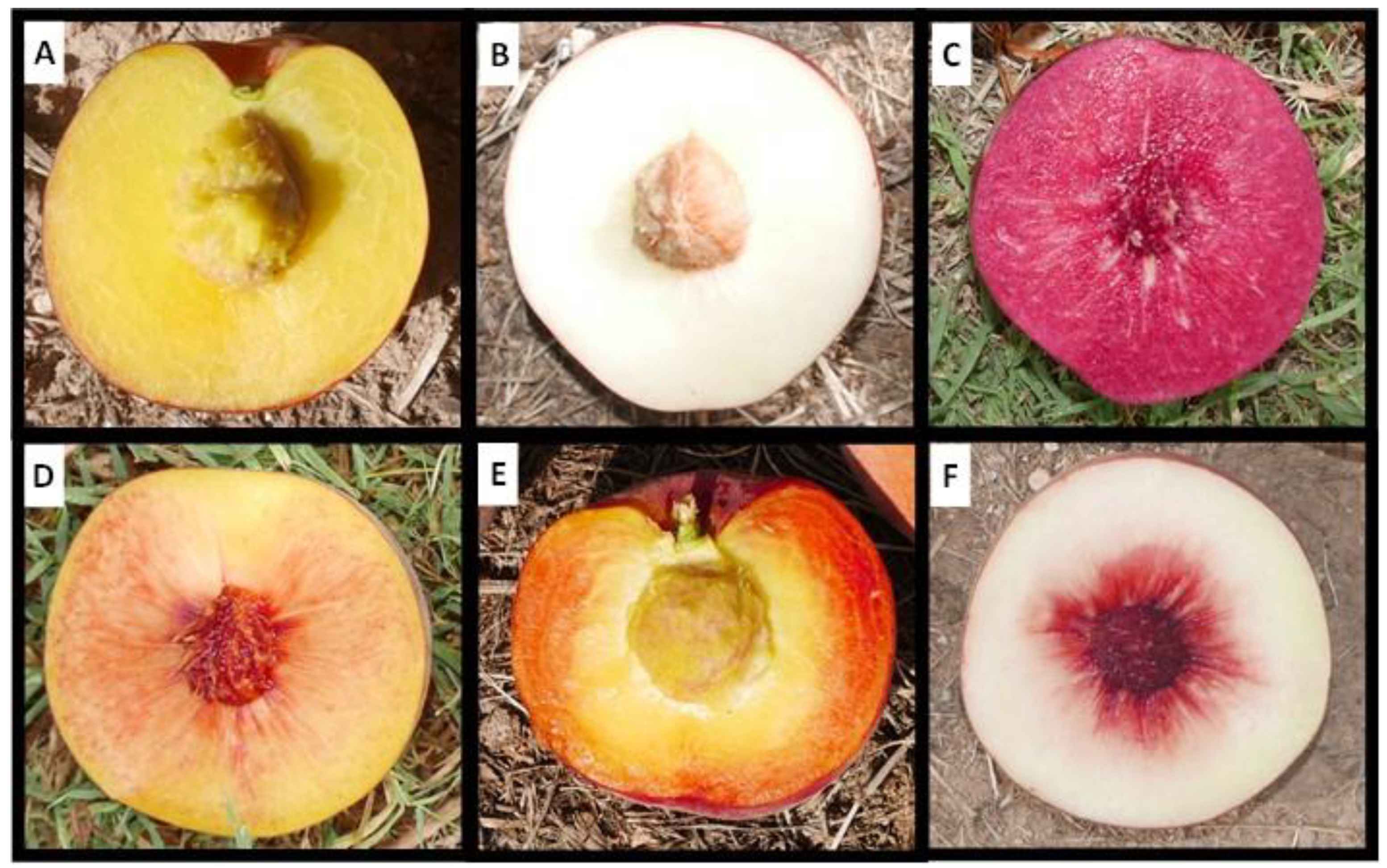 Plants 12 00394 g001