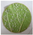 Plants 12 00404 i002 Plants 12 00404 i002