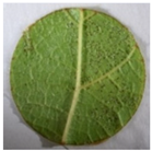 Plants 12 00404 i004 Plants 12 00404 i004