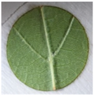 Plants 12 00404 i005 Plants 12 00404 i005