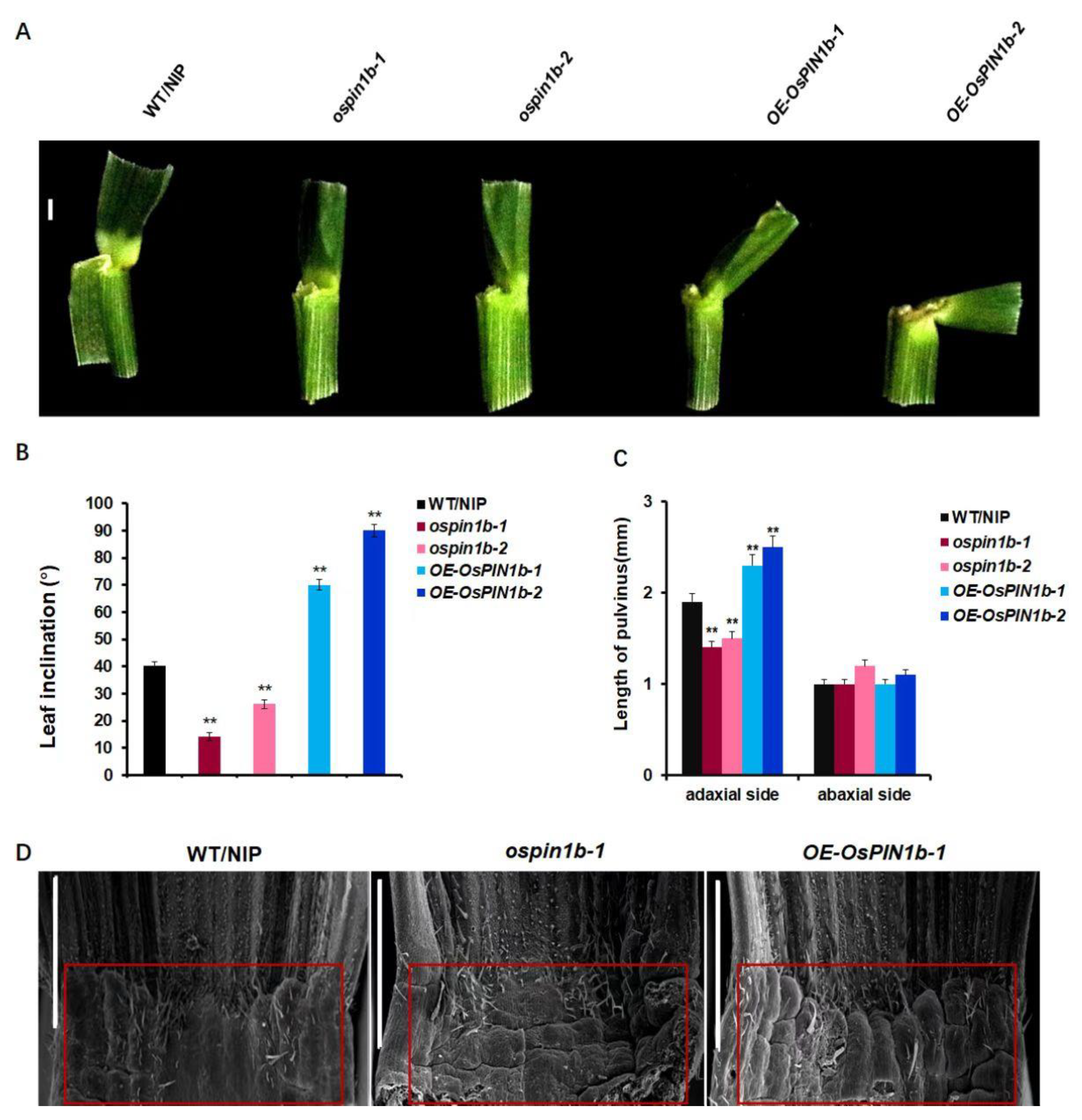 Plants 12 00409 g005