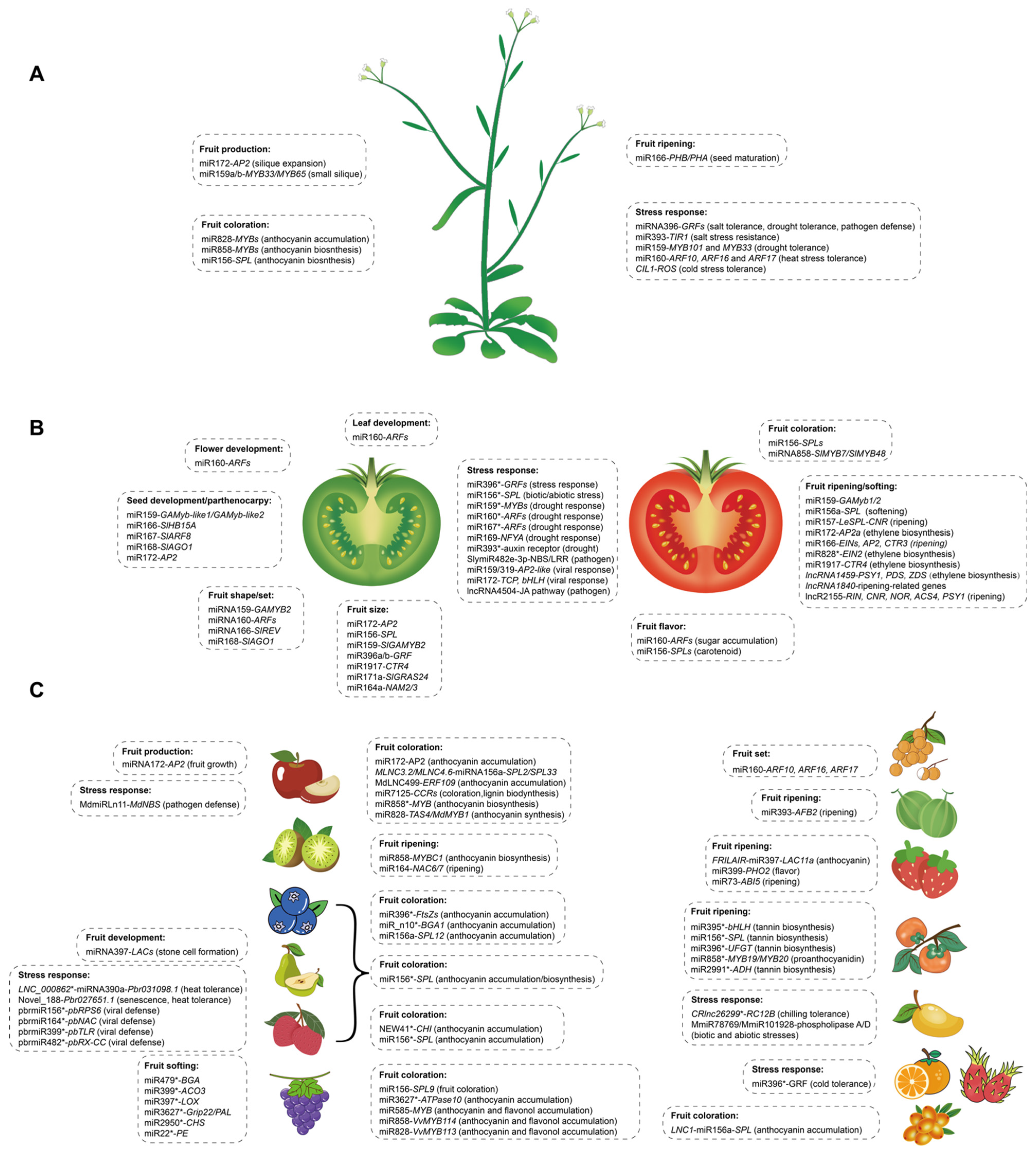 Plants 12 00411 g001