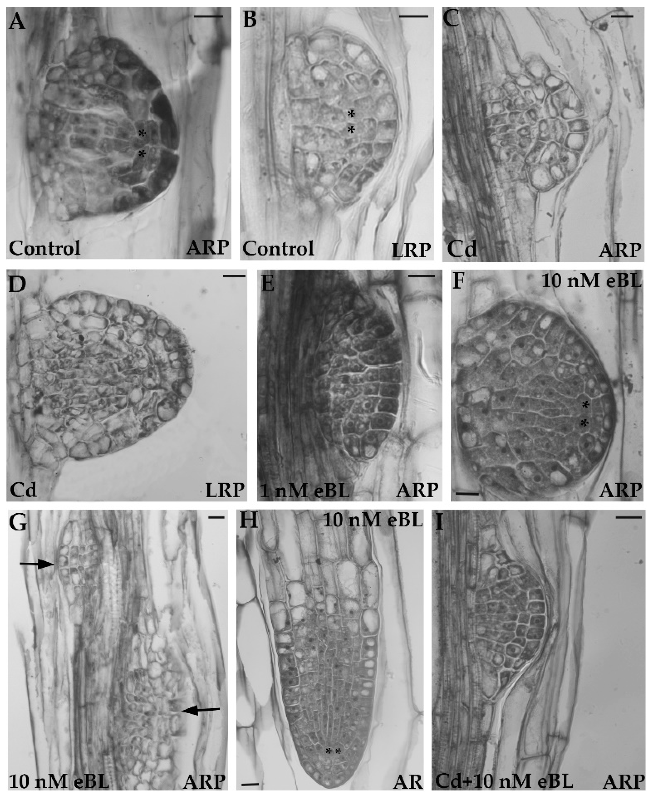 Plants 12 00413 g001