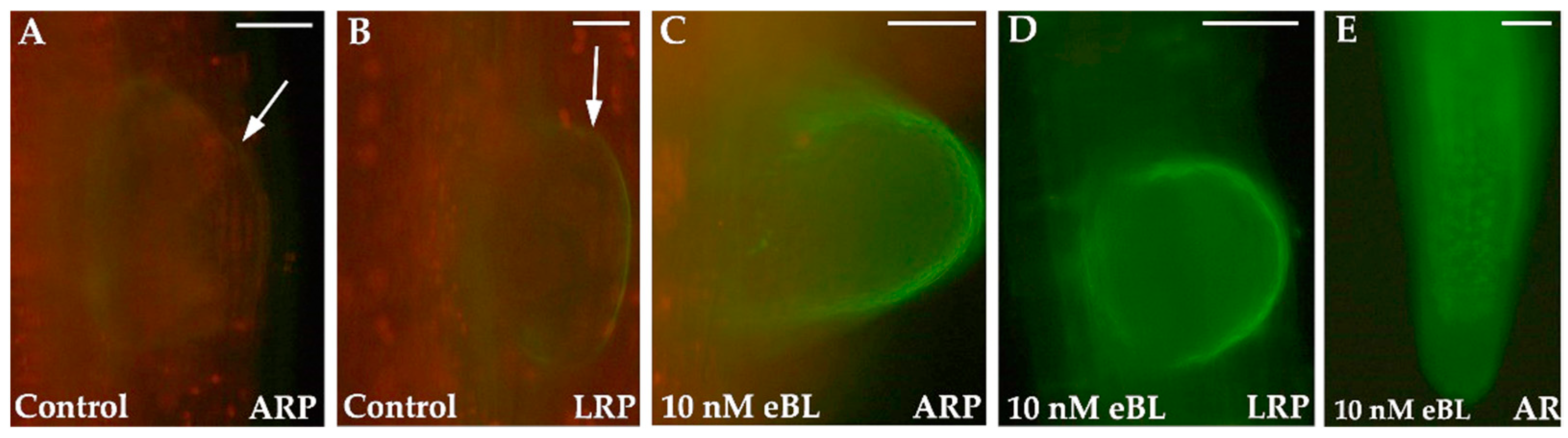 Plants 12 00413 g002