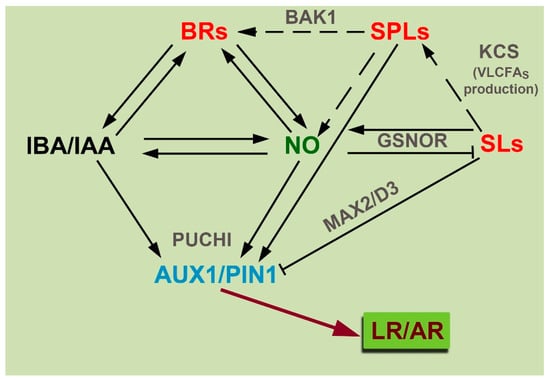 Plants 12 00413 g003