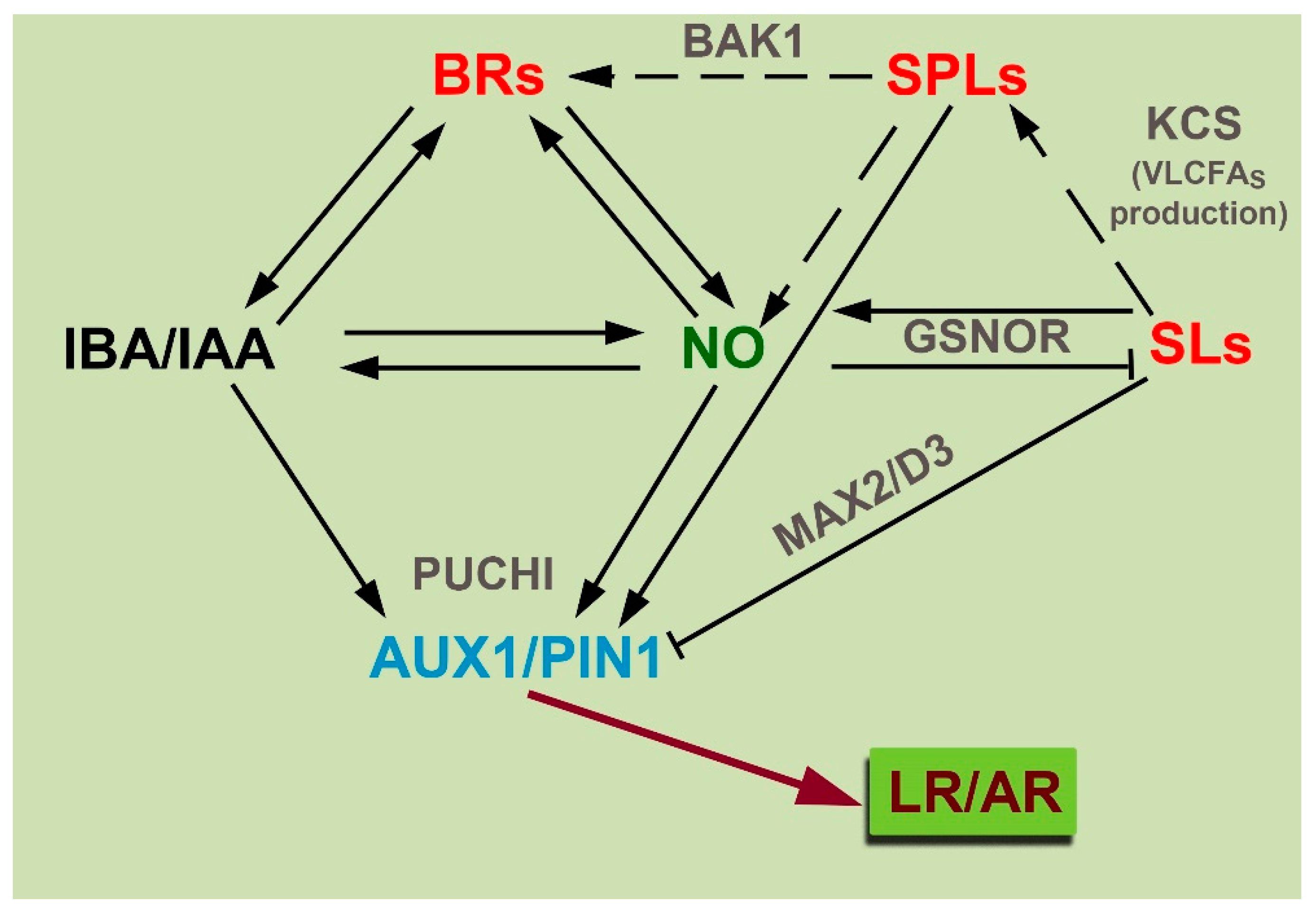 Plants 12 00413 g003
