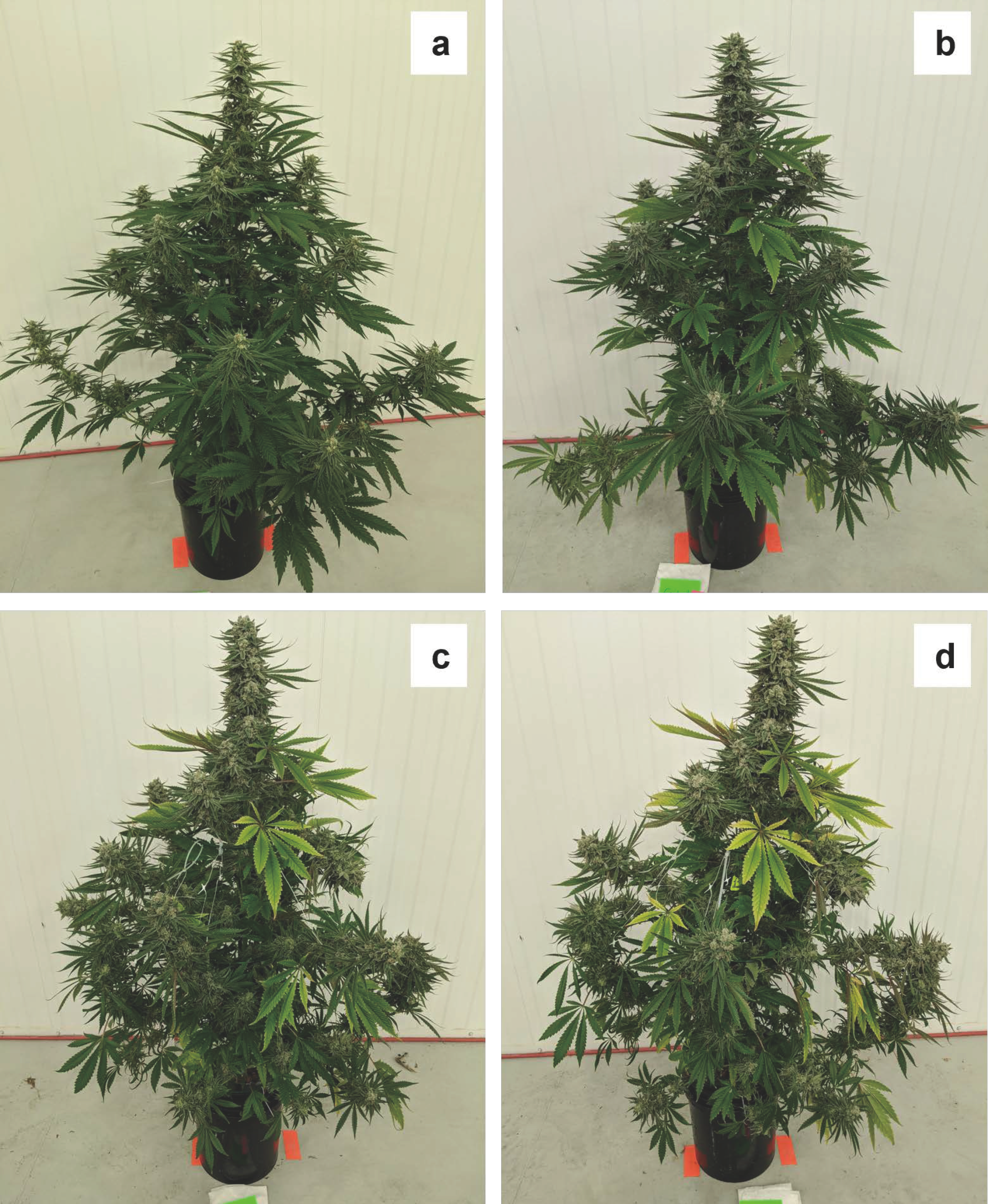 Plants 12 00422 g001 Plants 12 00422 g001