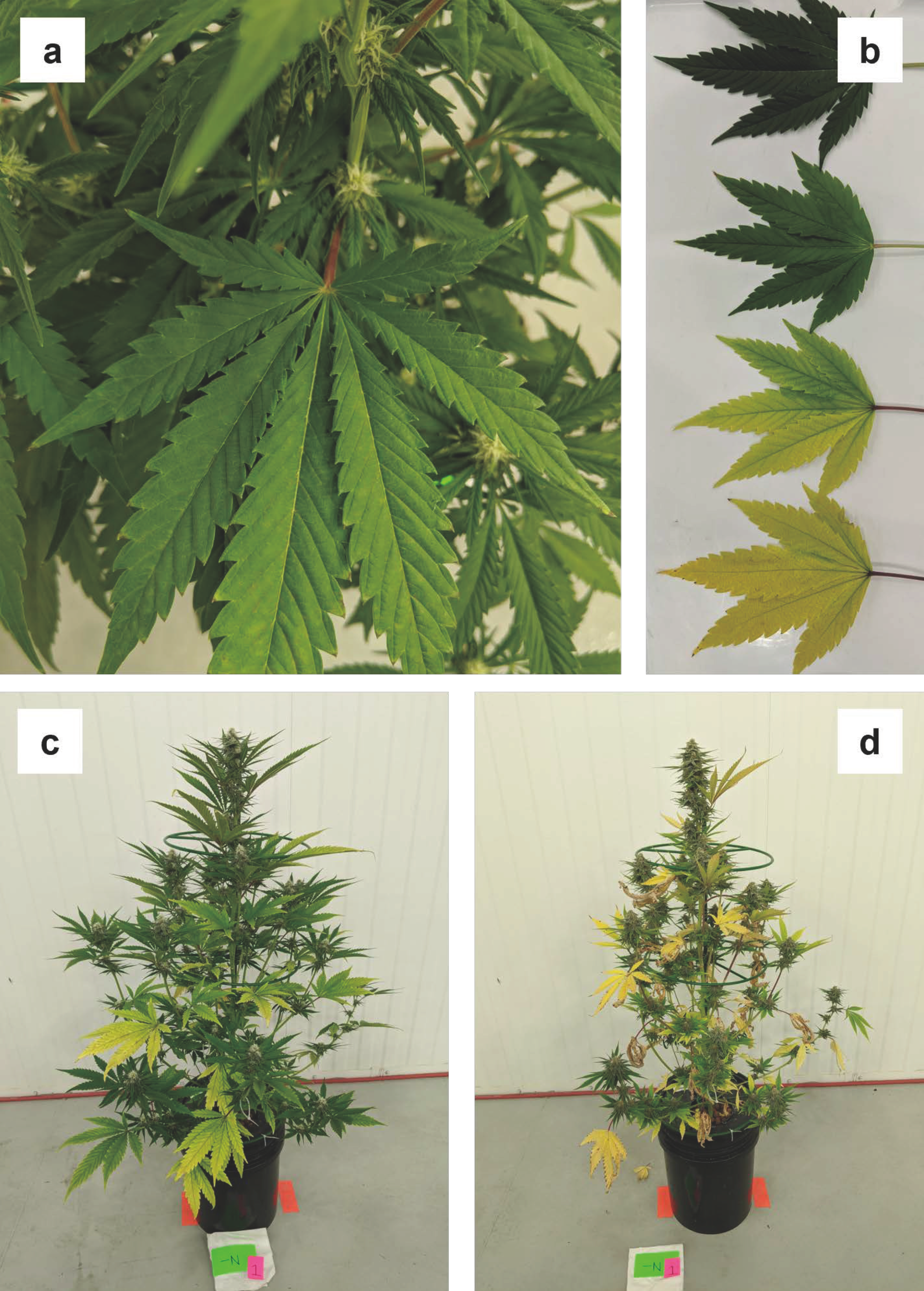 Plants 12 00422 g002 Plants 12 00422 g002