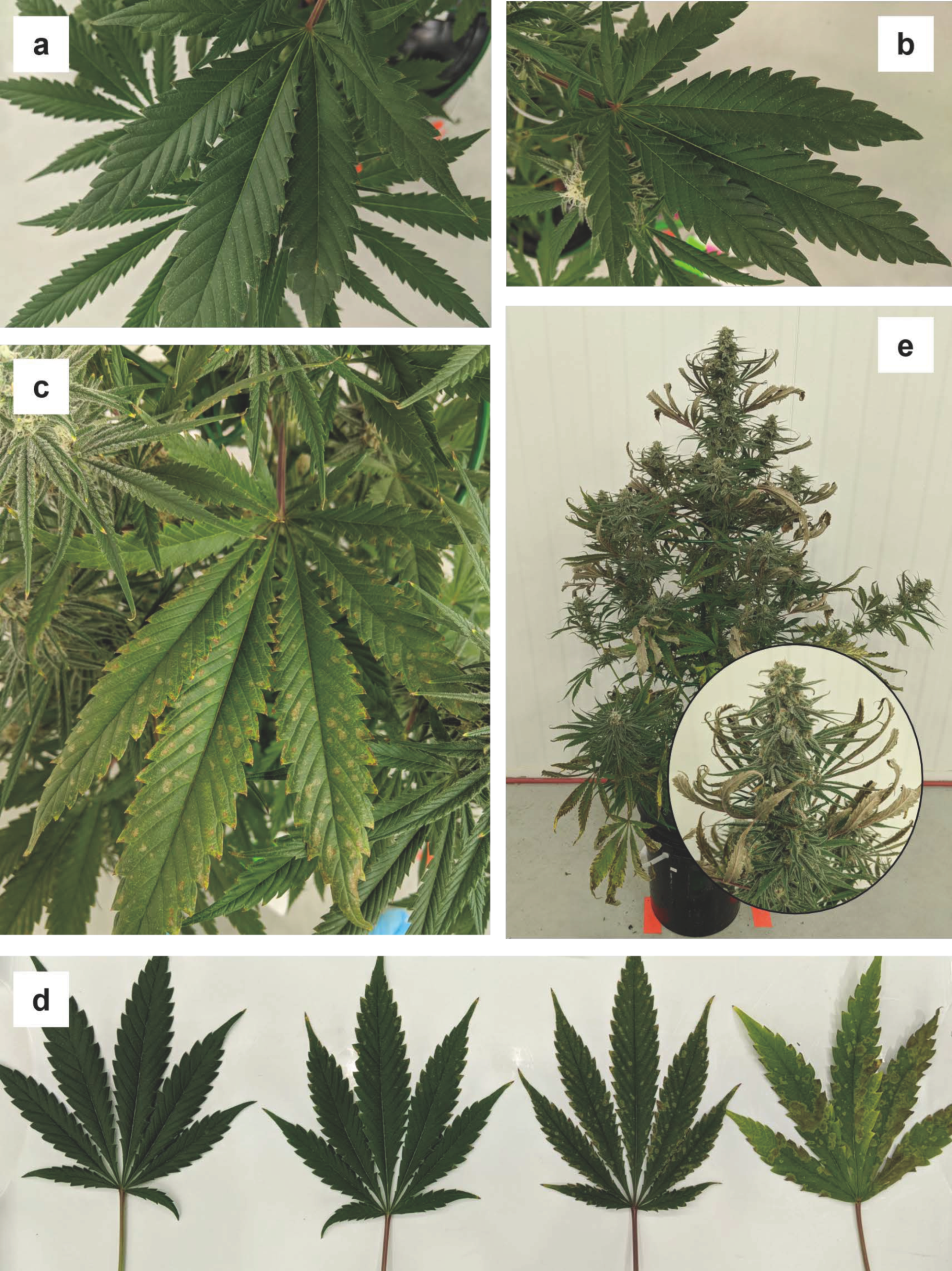 Plants 12 00422 g003 Plants 12 00422 g003