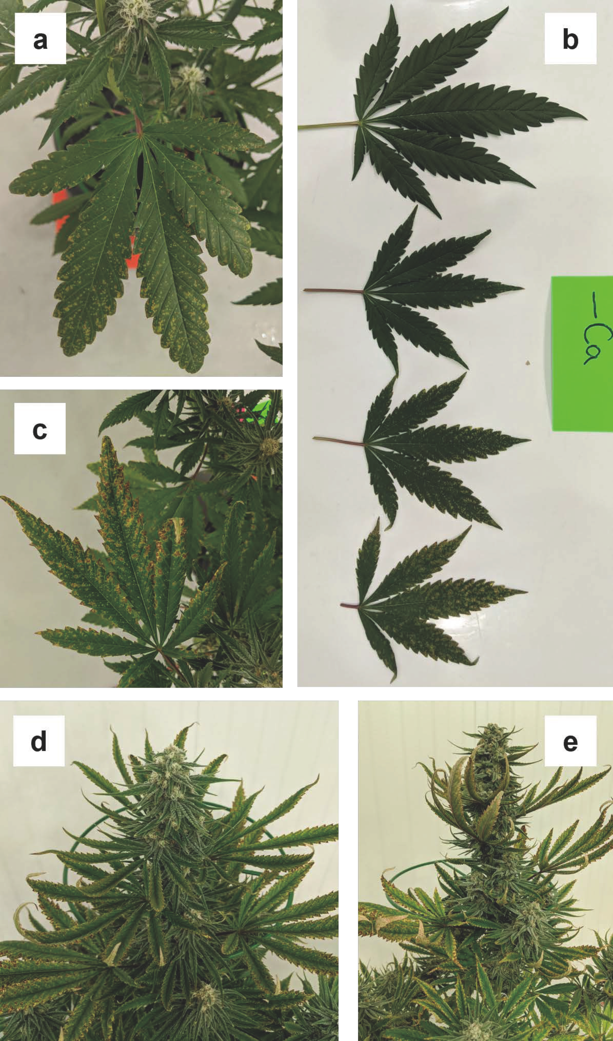 Plants 12 00422 g005 Plants 12 00422 g005