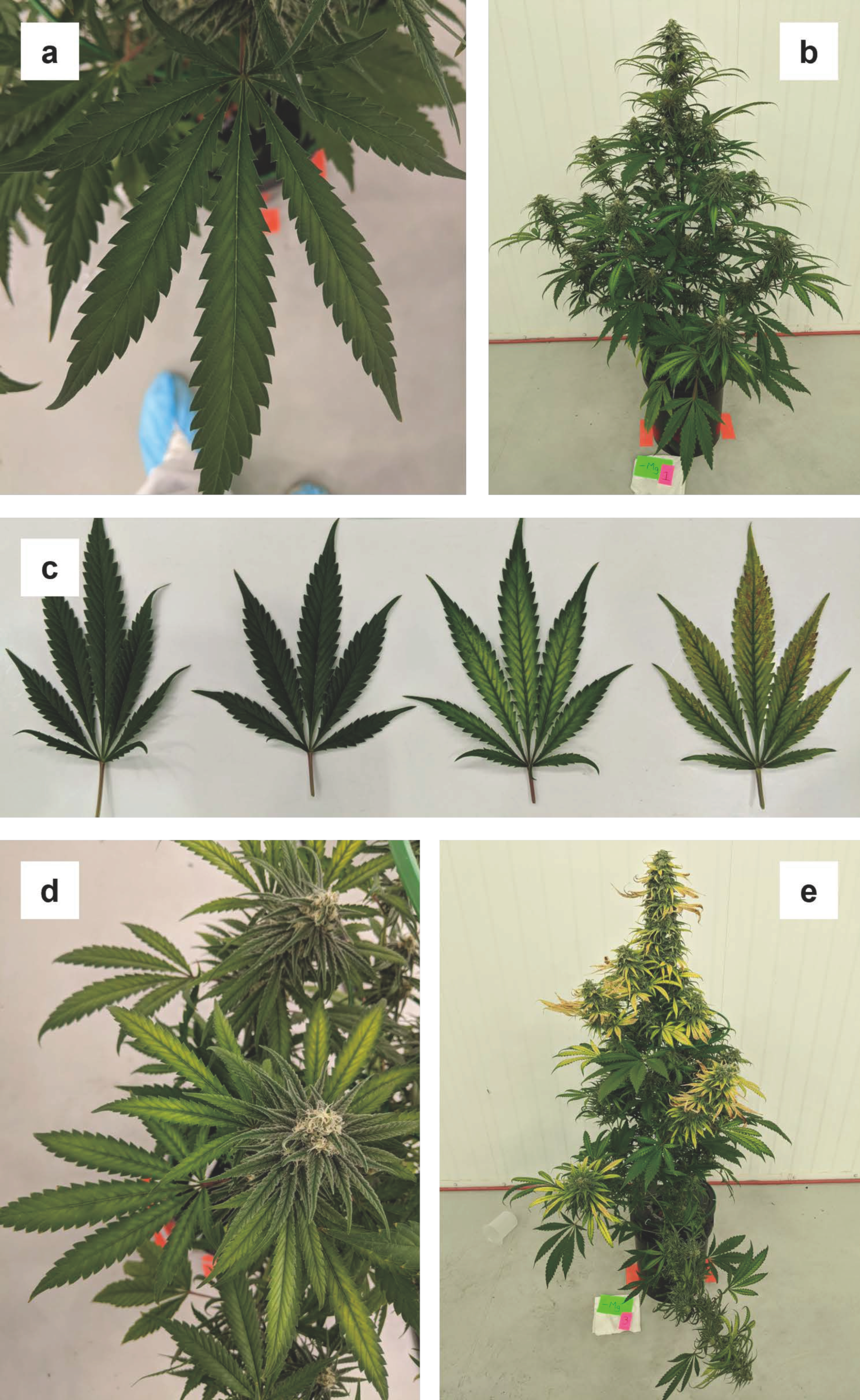 Plants 12 00422 g006 Plants 12 00422 g006