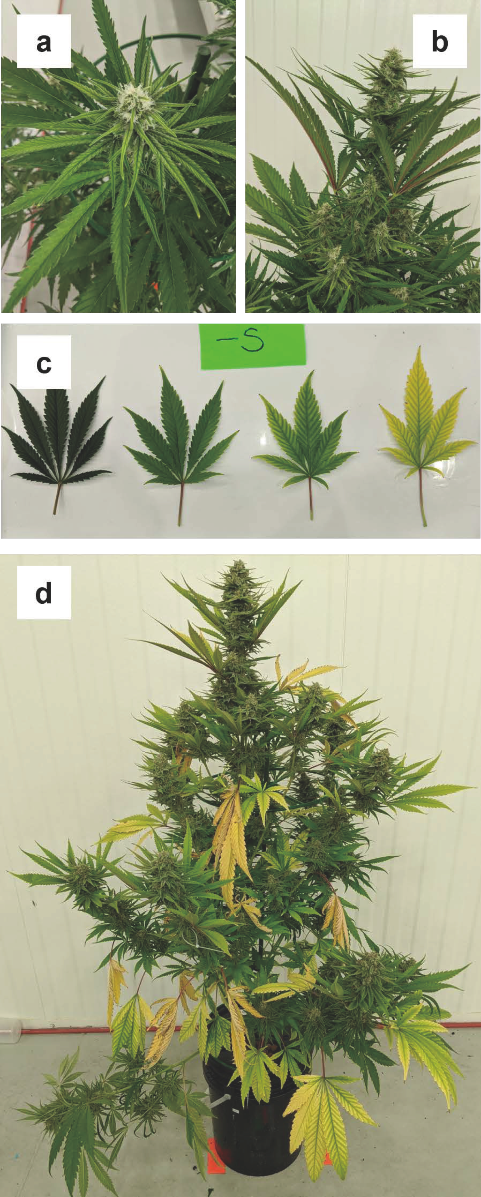 Plants 12 00422 g007 Plants 12 00422 g007