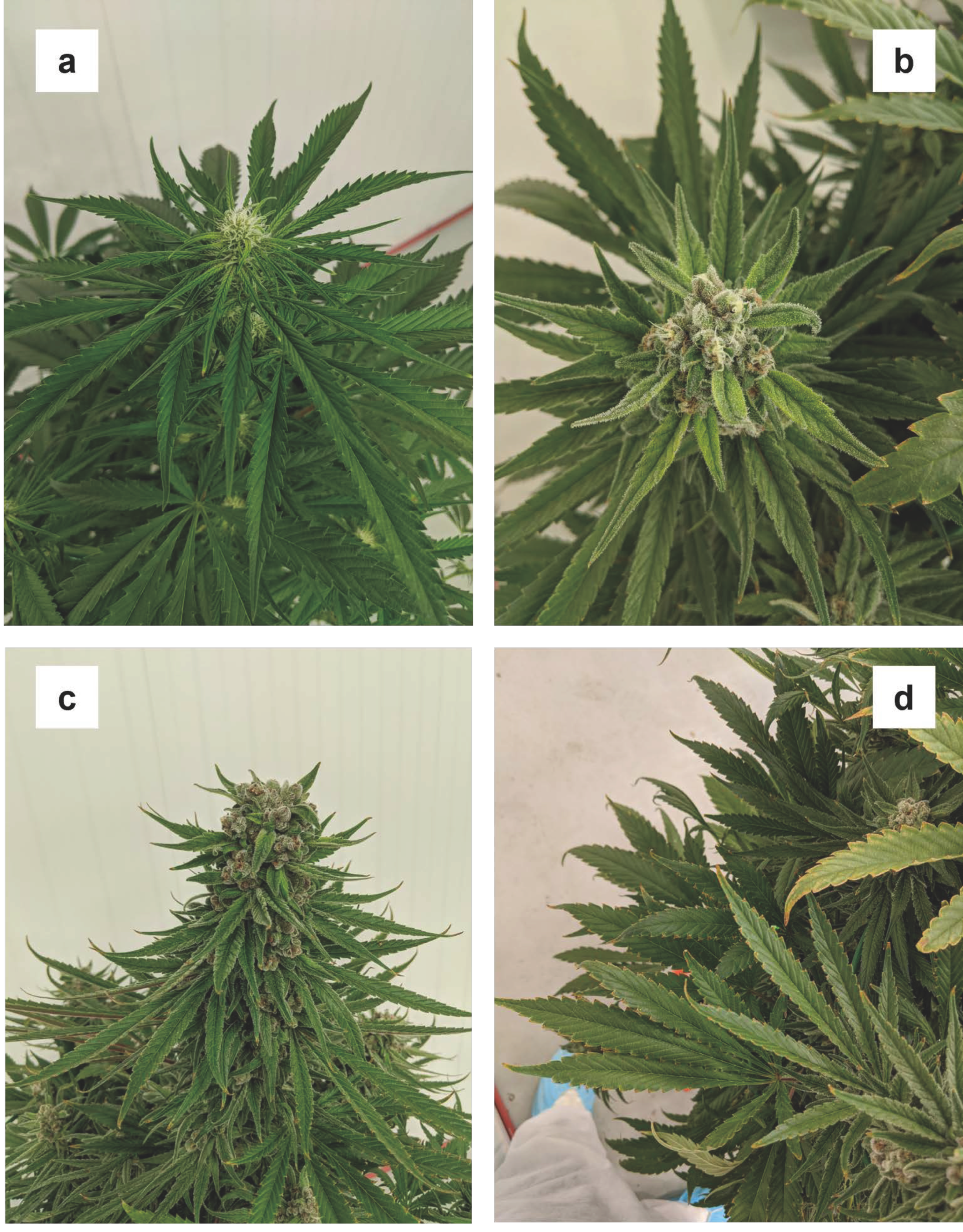 Plants 12 00422 g008 Plants 12 00422 g008