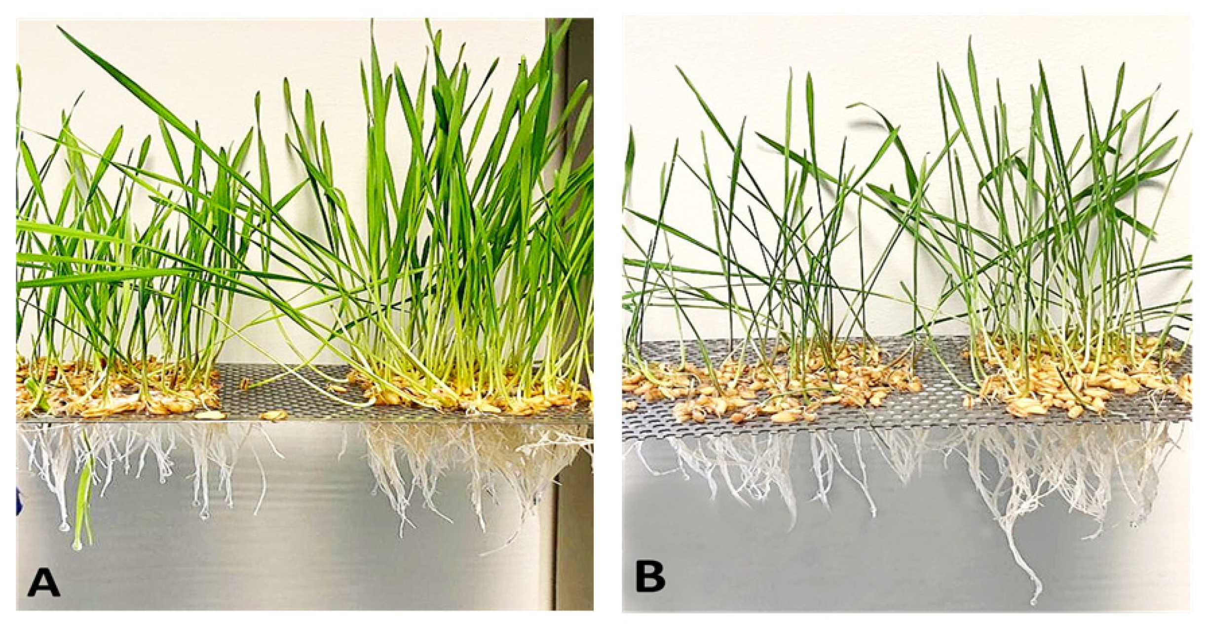 Plants 12 00428 g001 Plants 12 00428 g001