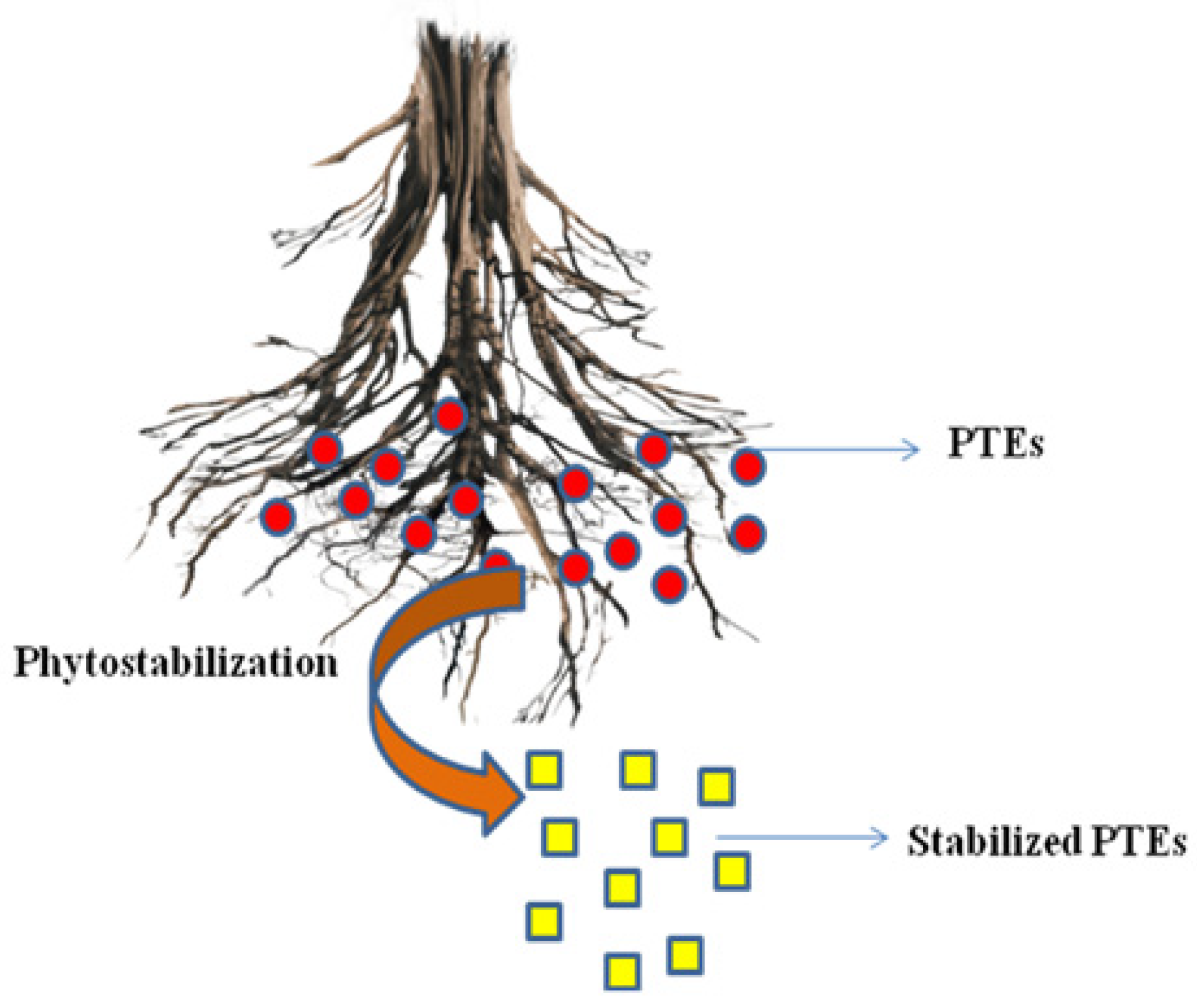 Plants 12 00429 g006