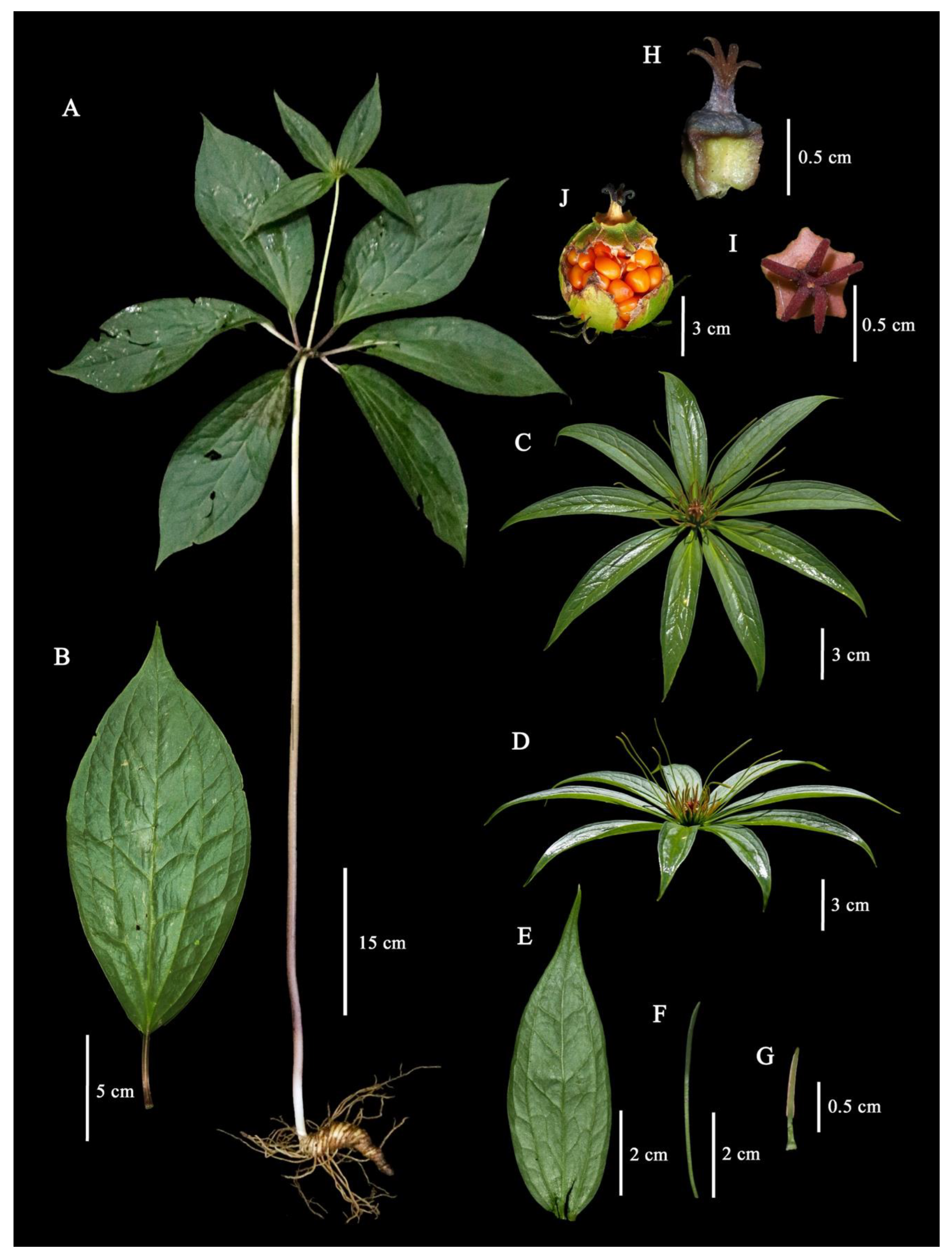 Plants 12 00430 g001 Plants 12 00430 g001