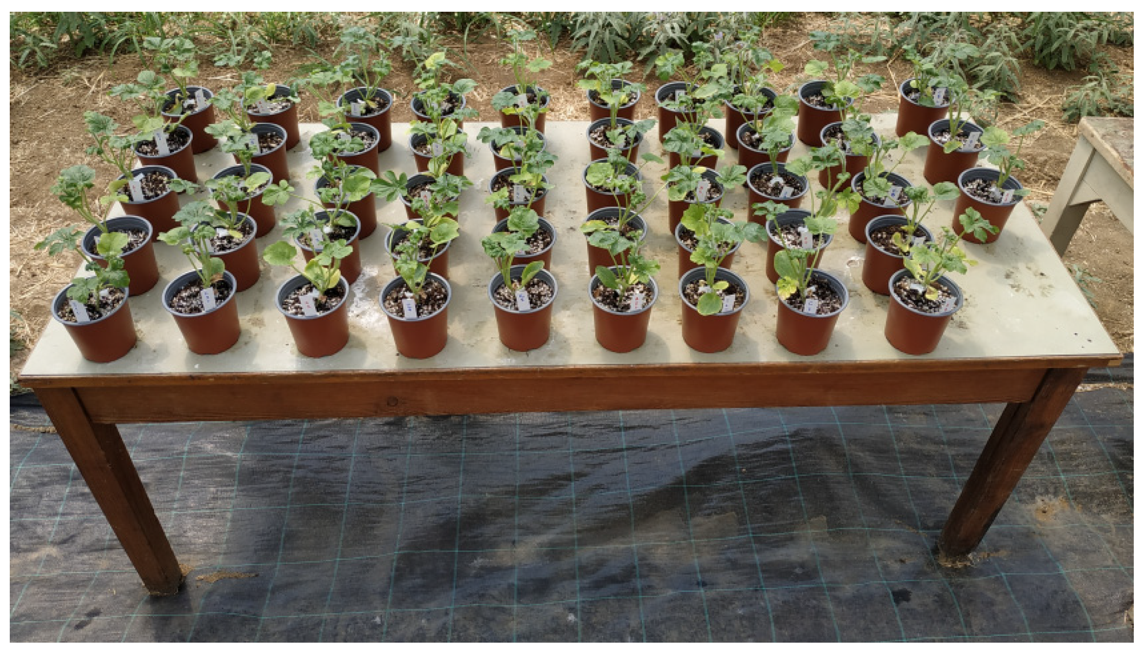 Plants 12 00433 g004