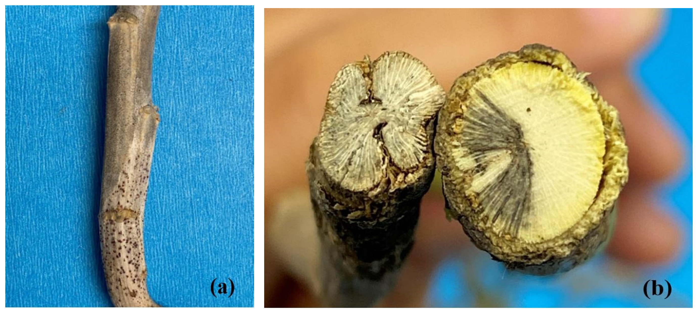 Plants 12 00434 g007 Plants 12 00434 g007