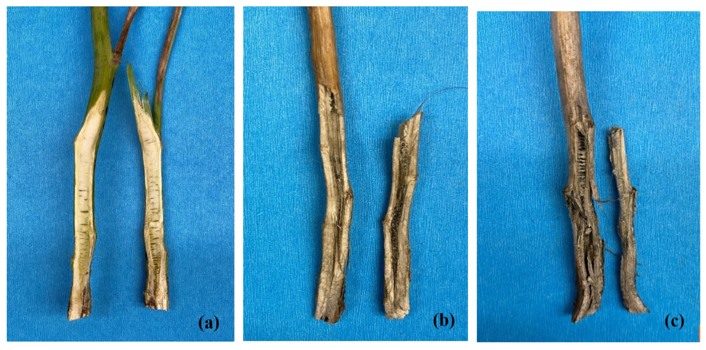 Plants 12 00434 g008 Plants 12 00434 g008