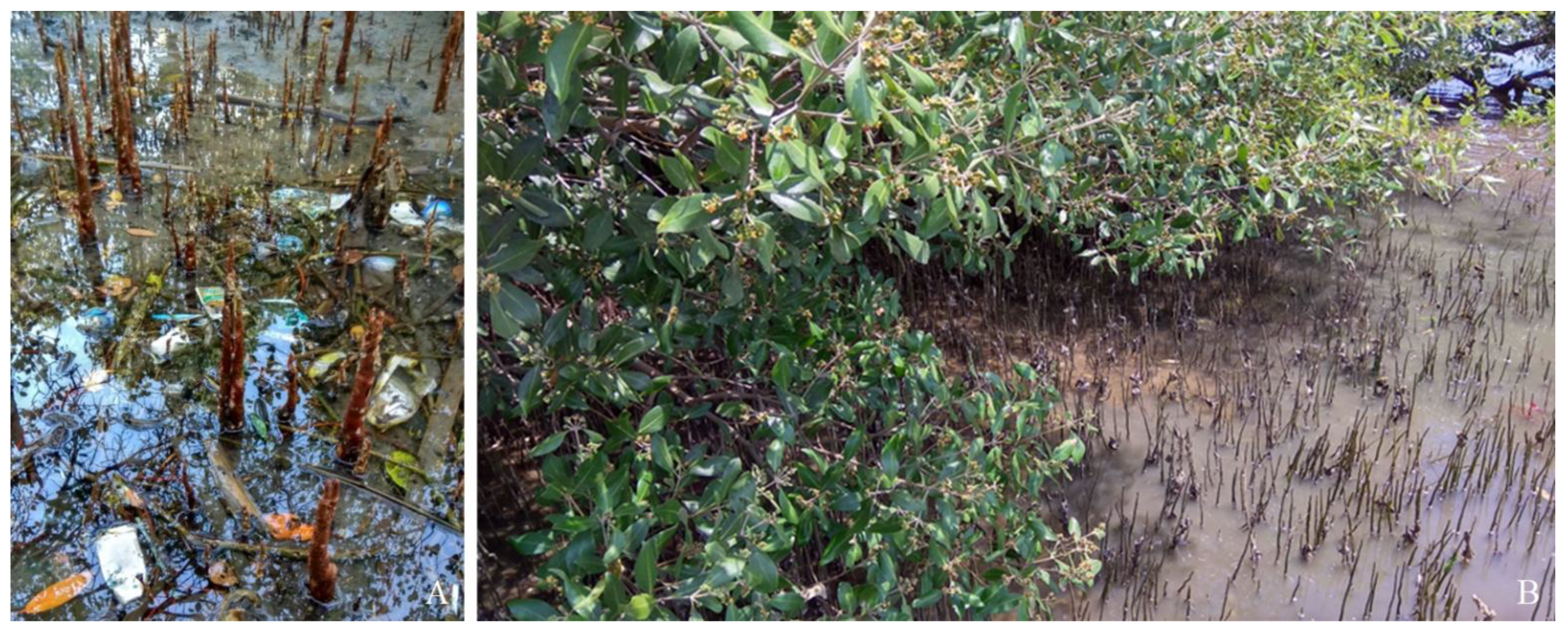 Plants 12 00462 g005