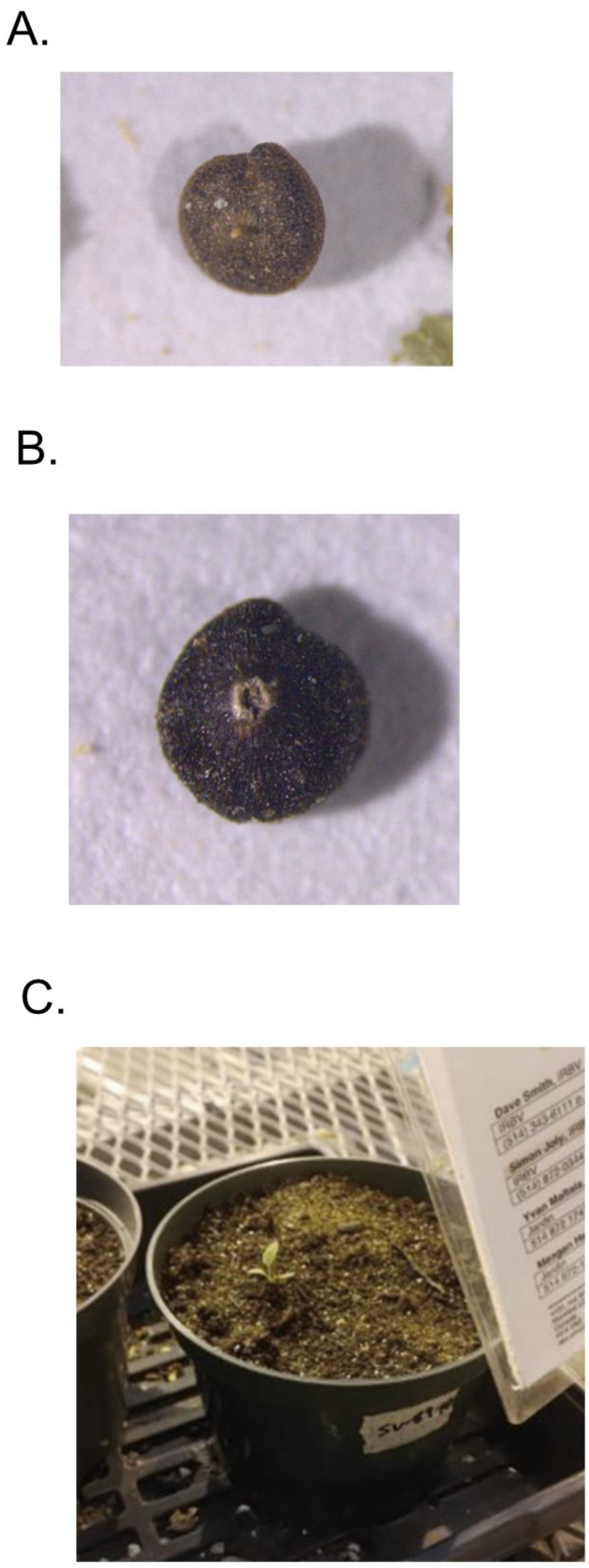 Plants 12 00467 g001