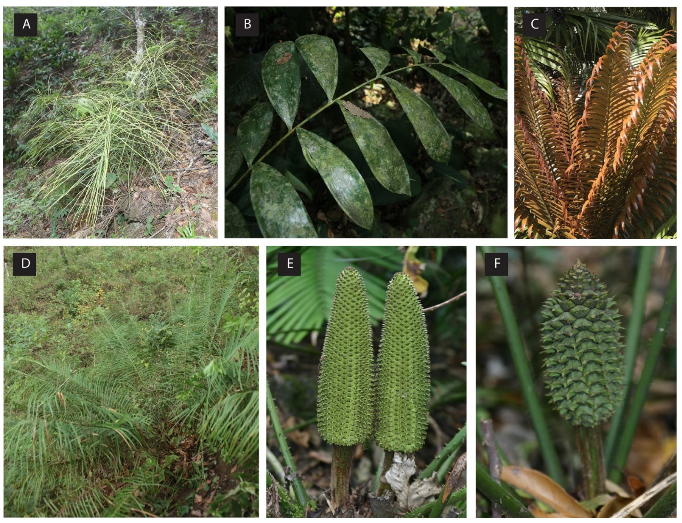 Plants 12 00478 g001