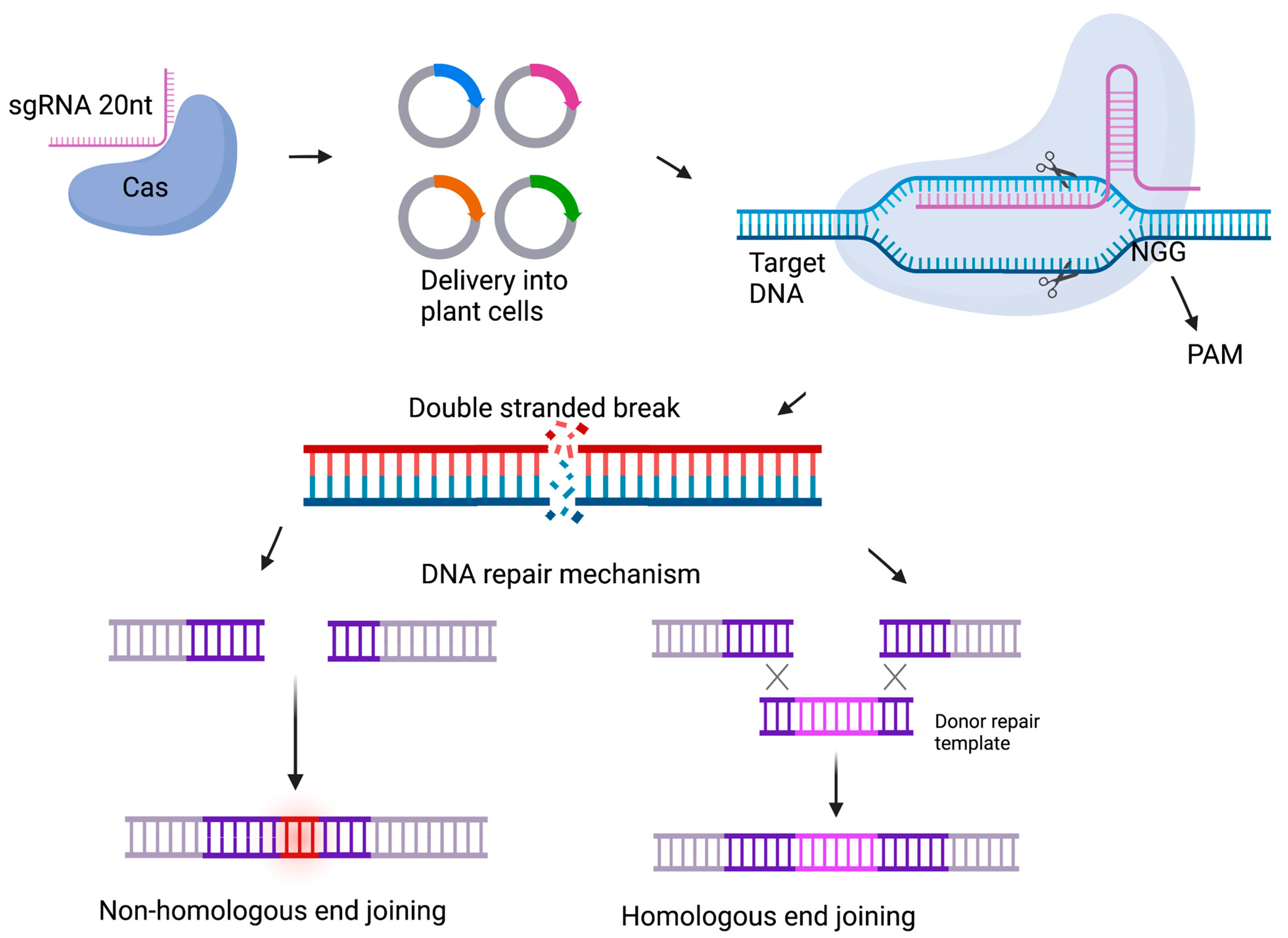 Plants 12 00485 g004
