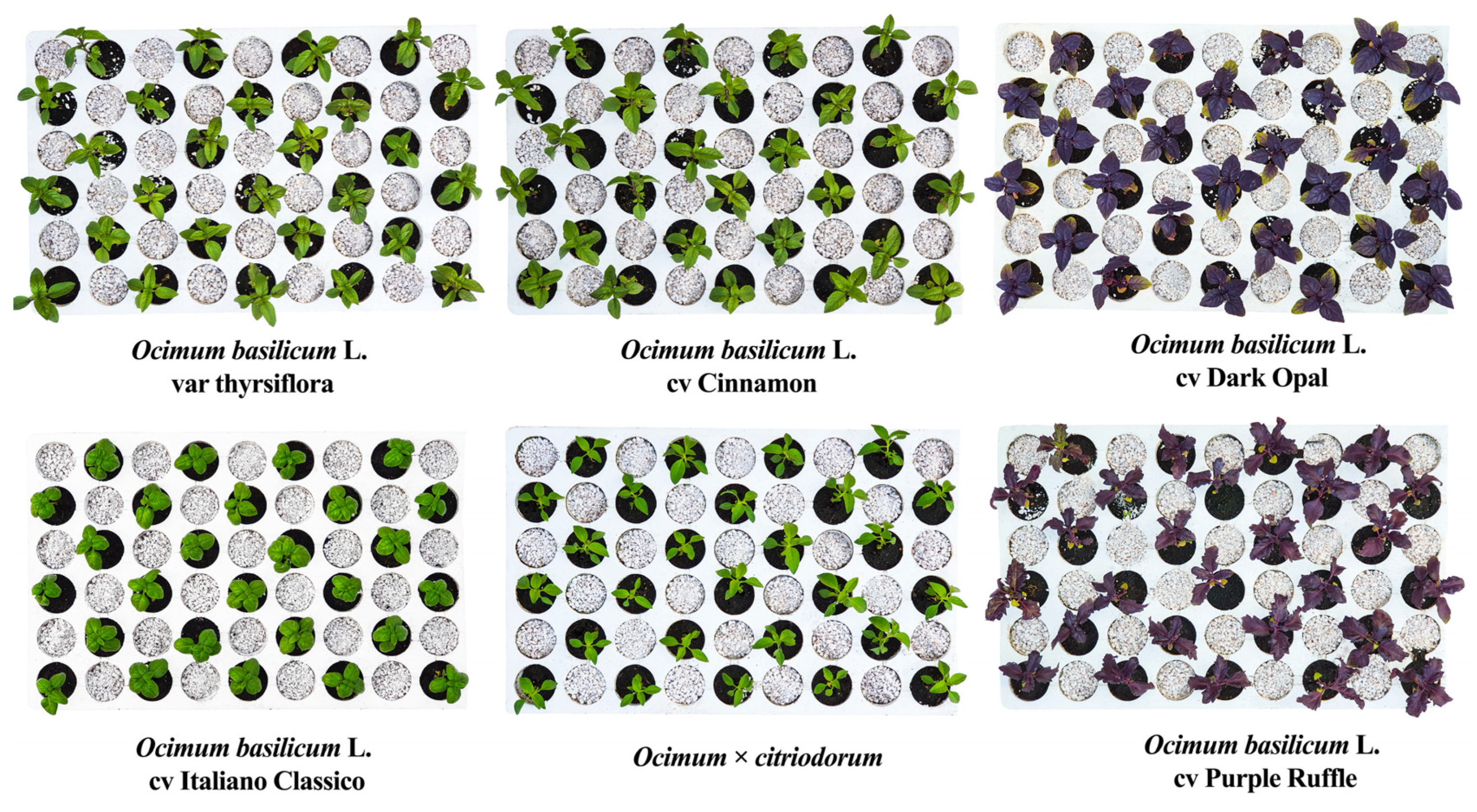 Plants 12 00486 g005