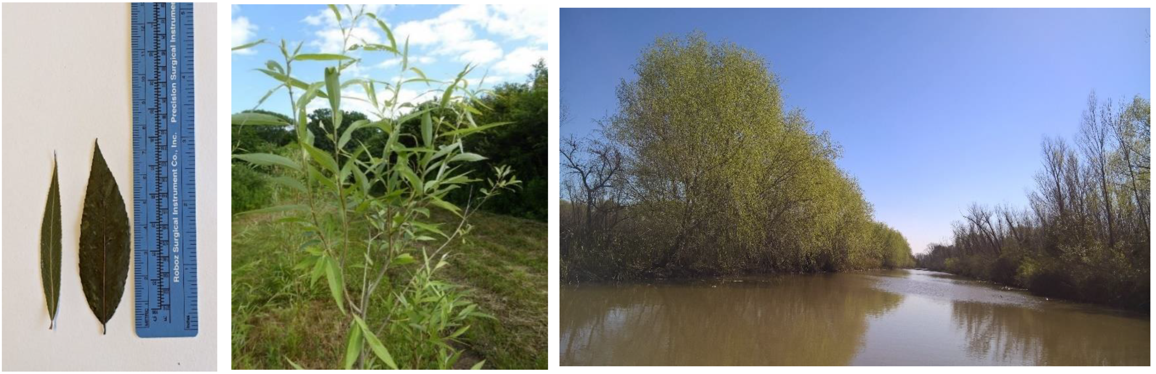 Plants 12 00497 g001 Plants 12 00497 g001