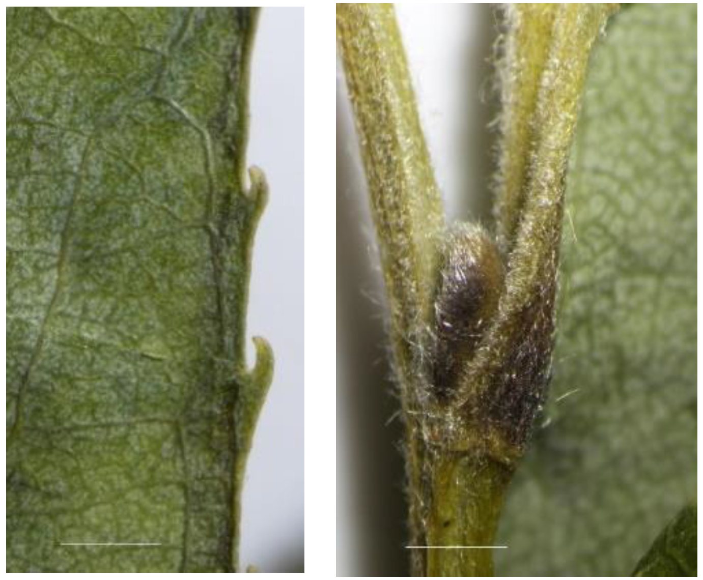 Plants 12 00497 g002 Plants 12 00497 g002