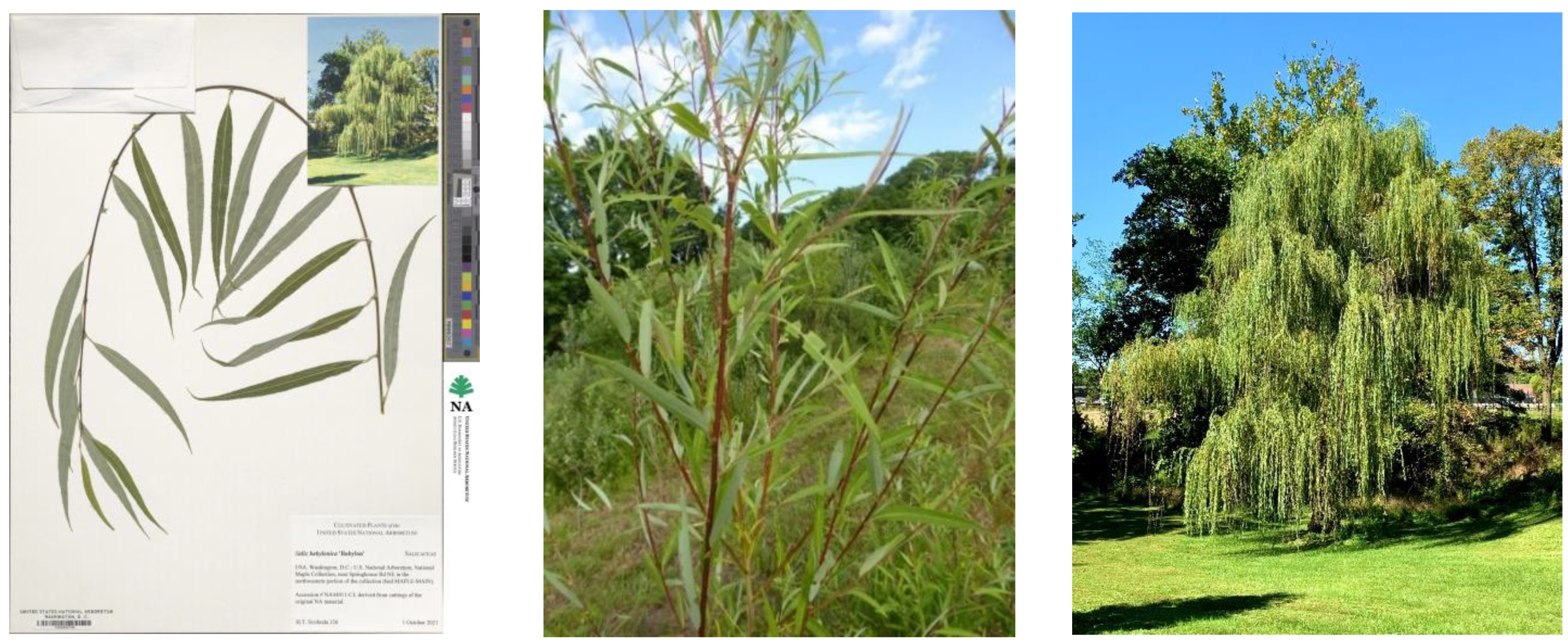 Plants 12 00497 g003 Plants 12 00497 g003