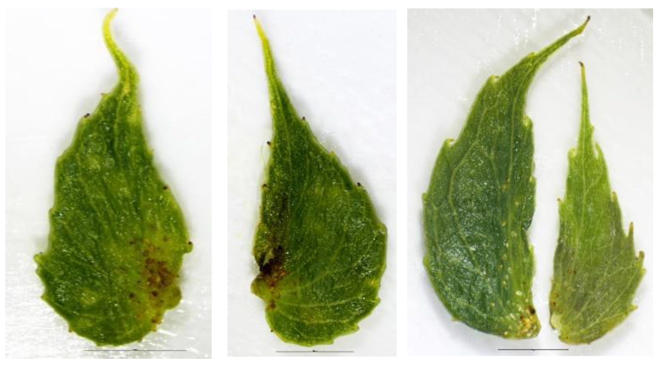 Plants 12 00497 g006 Plants 12 00497 g006