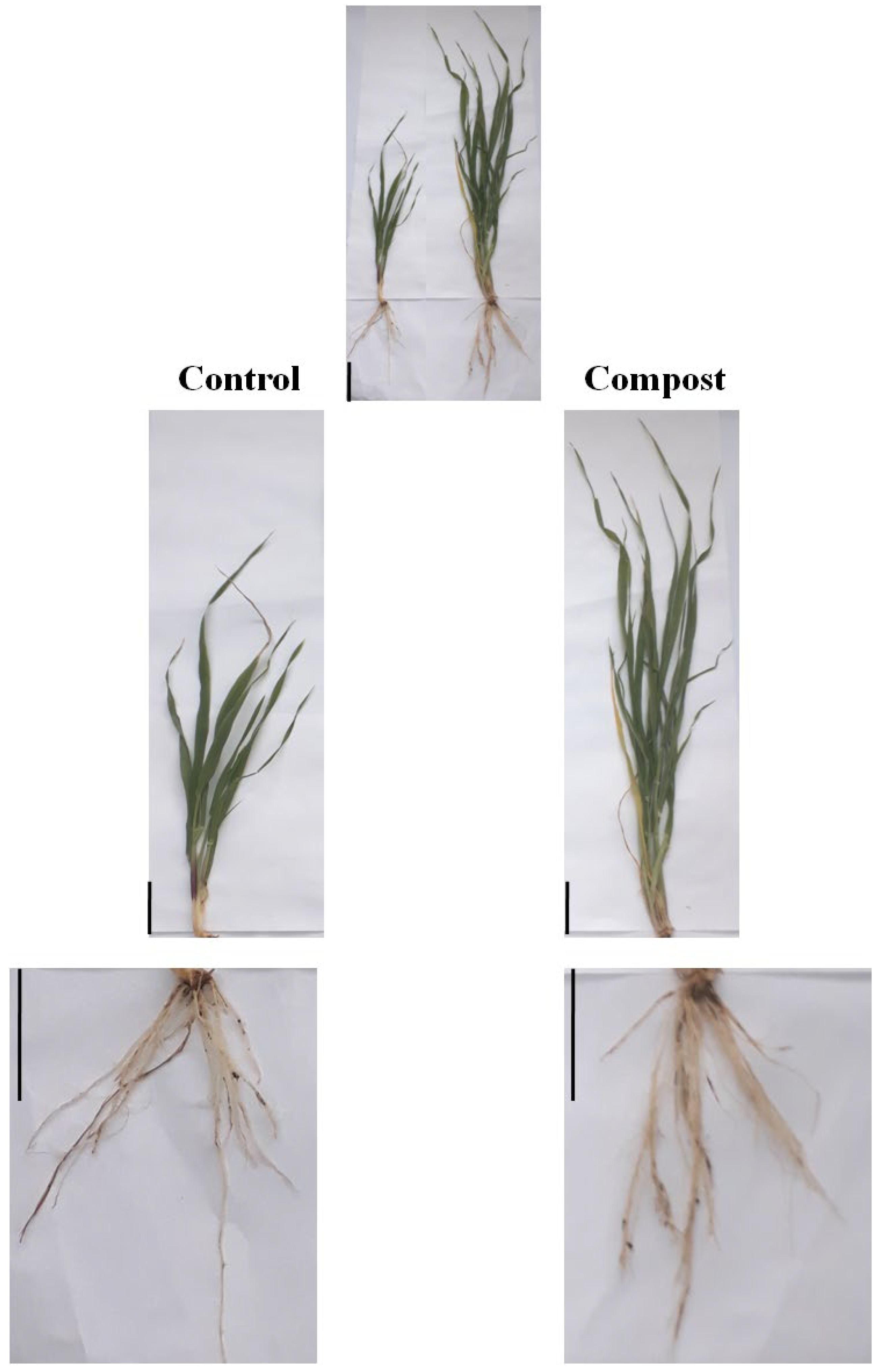 Plants 12 00526 g001 Plants 12 00526 g001