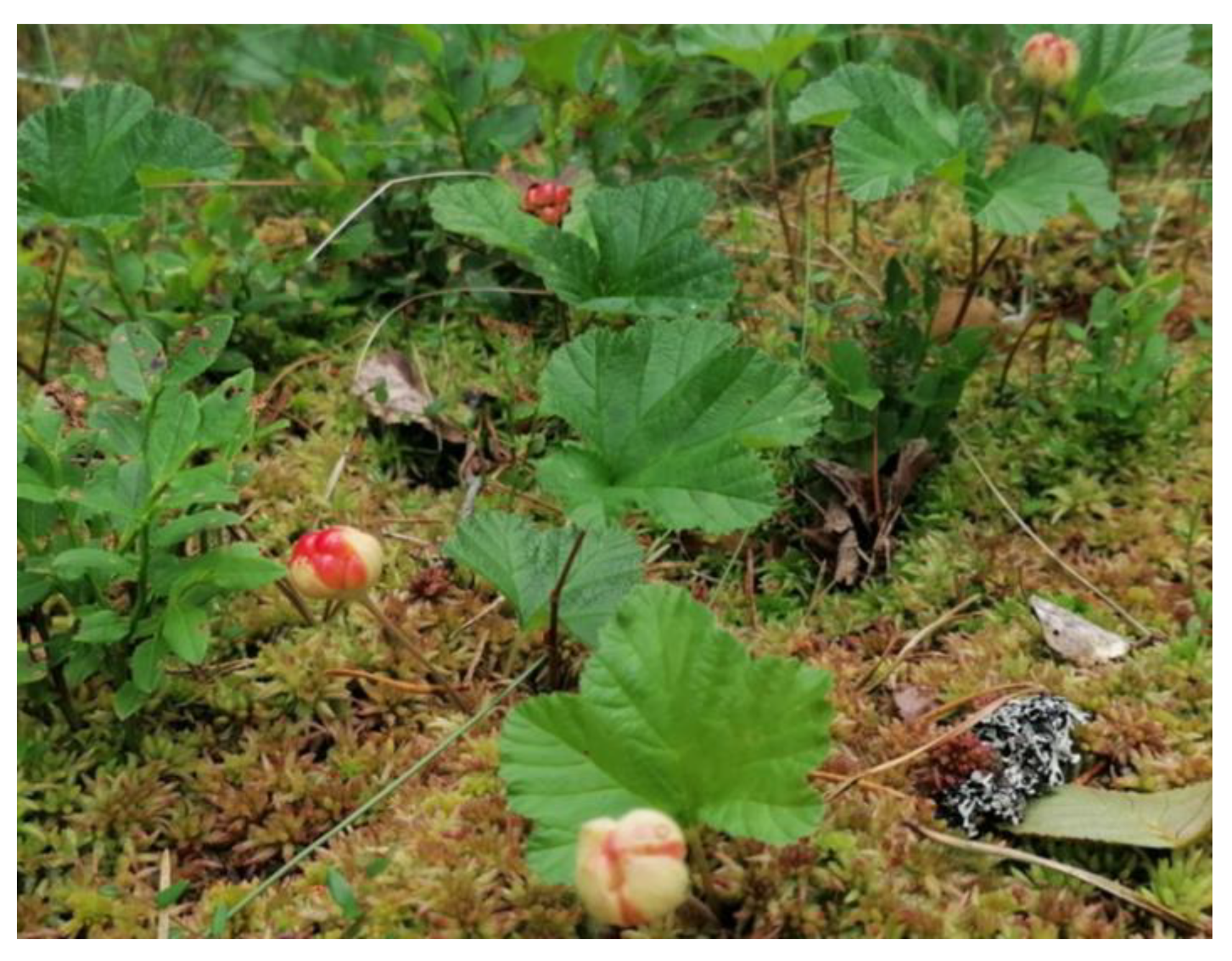 Plants 12 00528 g006