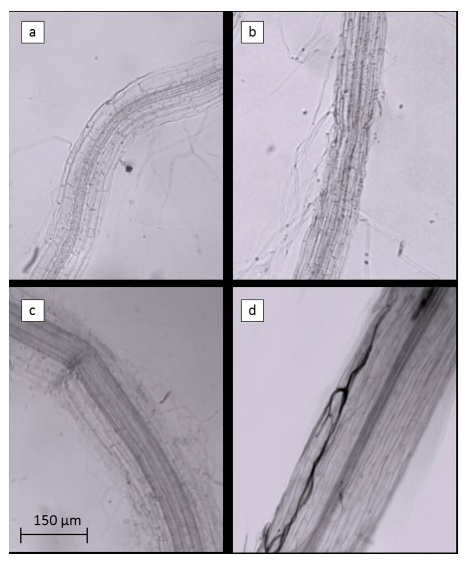 Plants 12 00539 g006