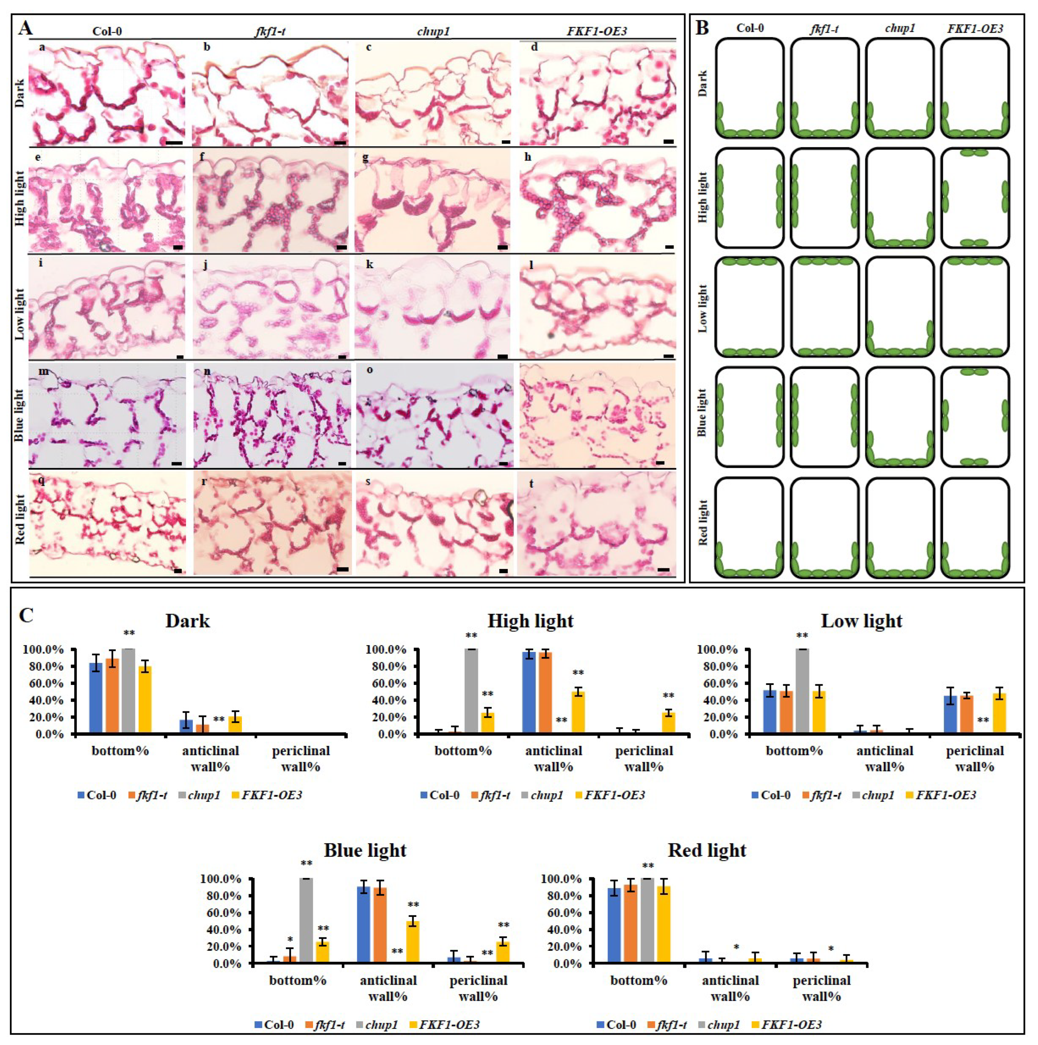 Plants 12 00542 g002 Plants 12 00542 g002
