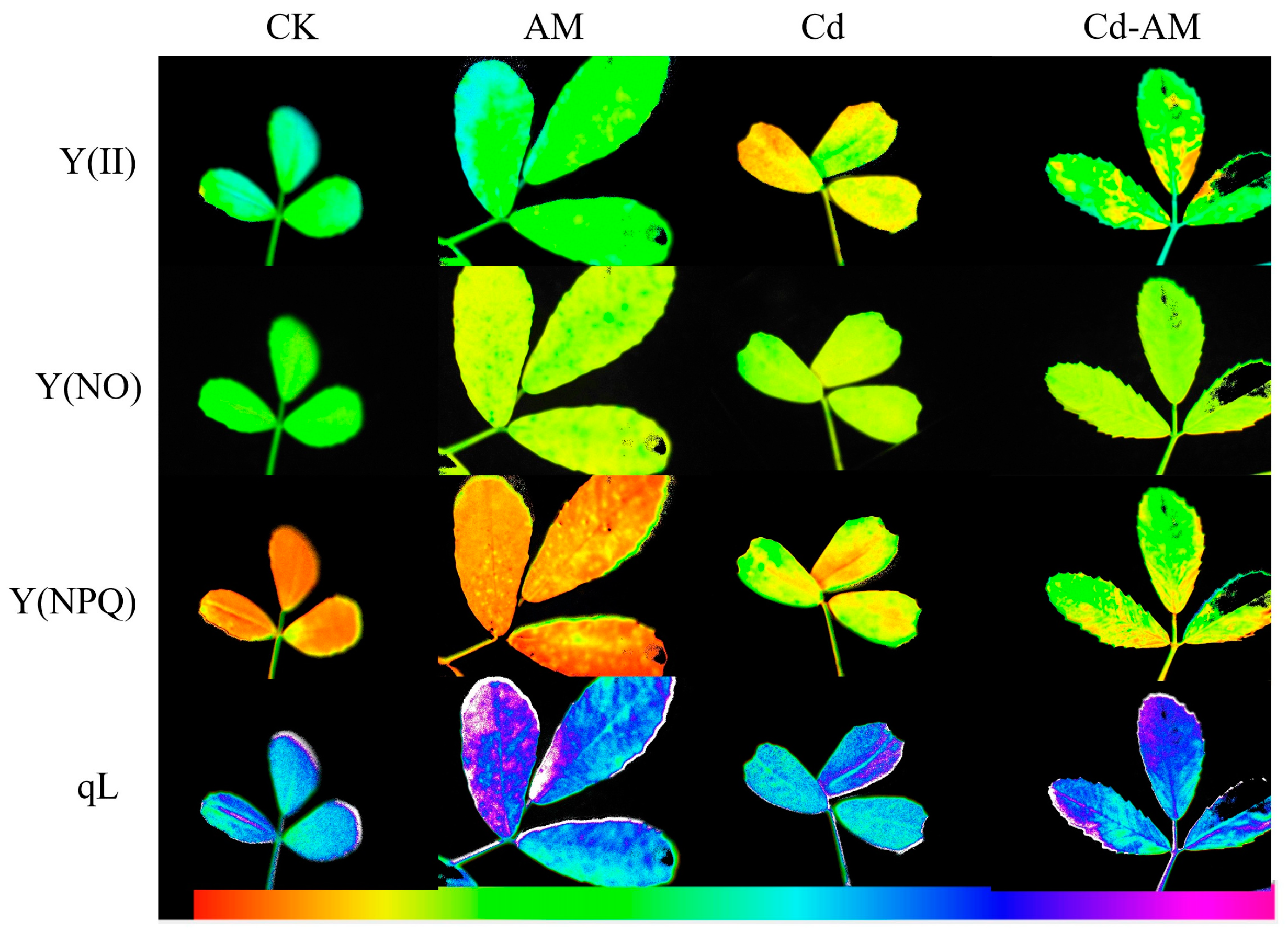 Plants 12 00547 g002