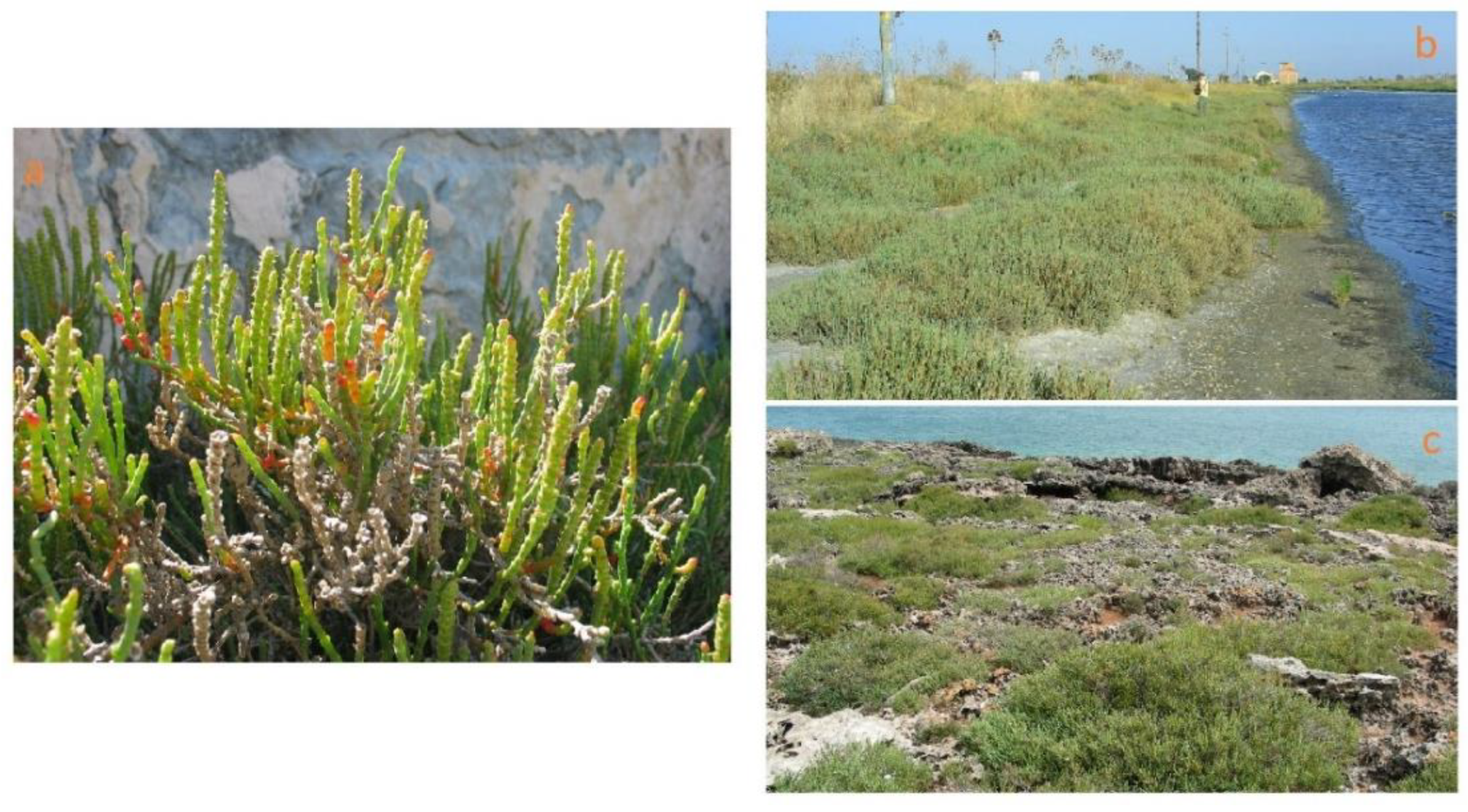 Plants 12 00549 g007