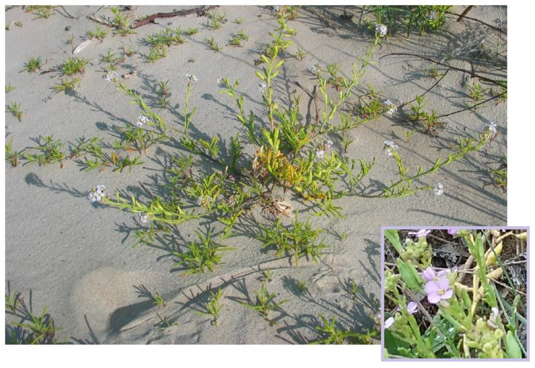 Plants 12 00549 g009