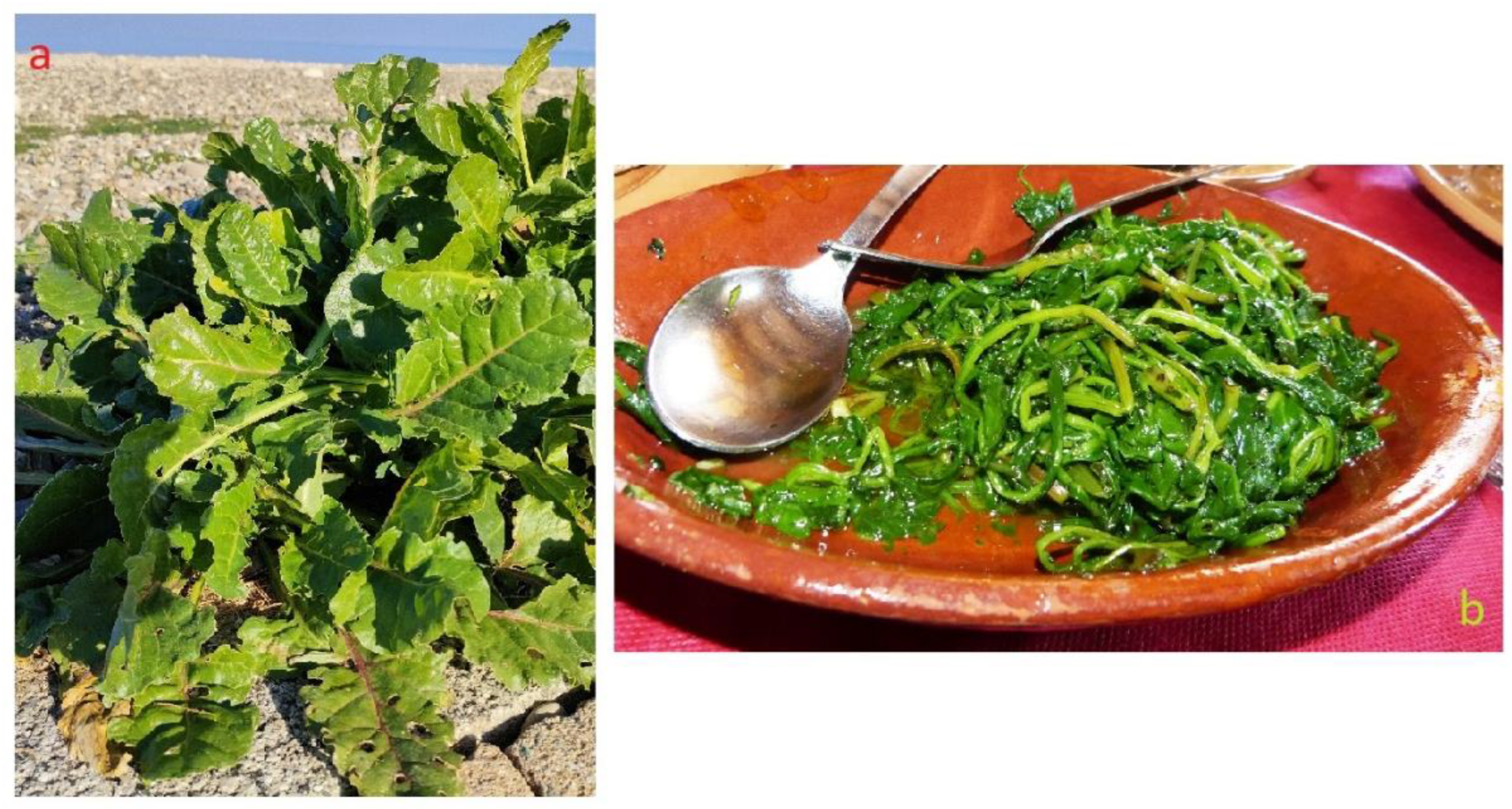 Plants 12 00549 g014