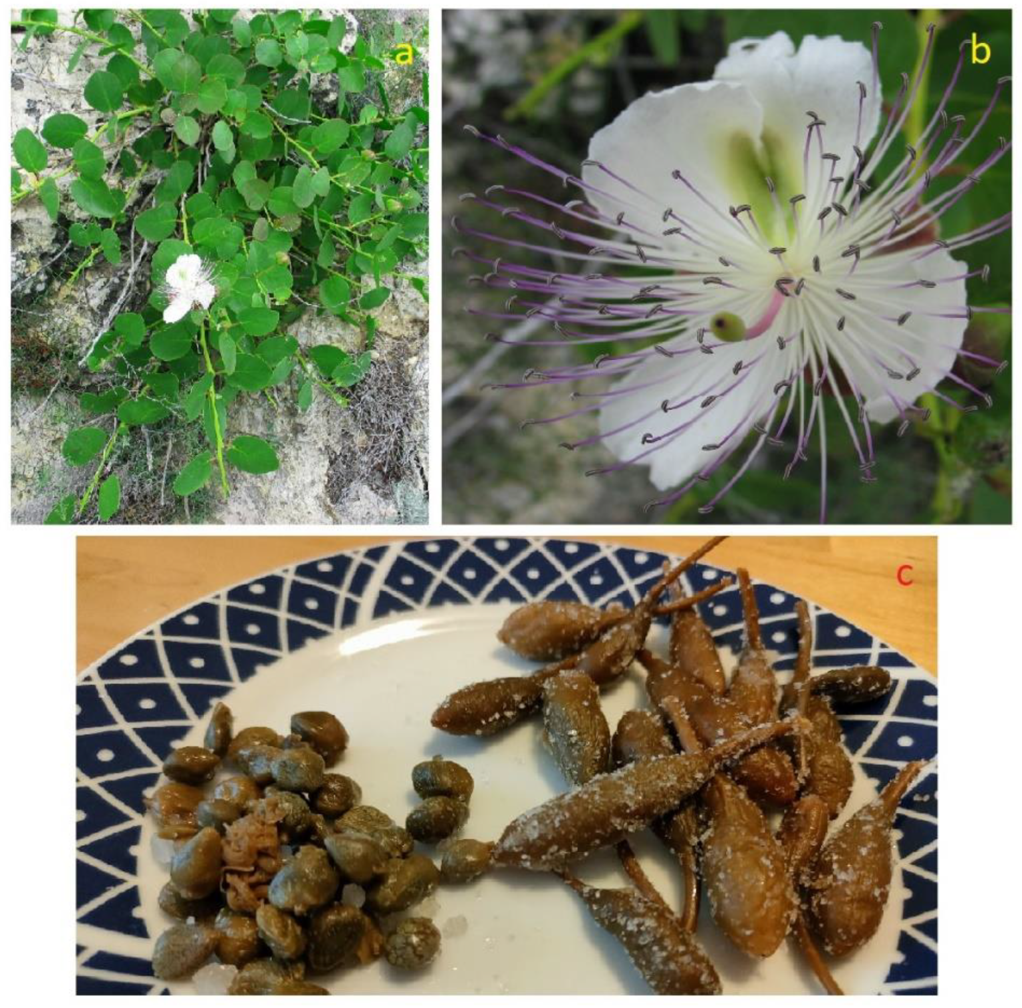 Plants 12 00549 g015