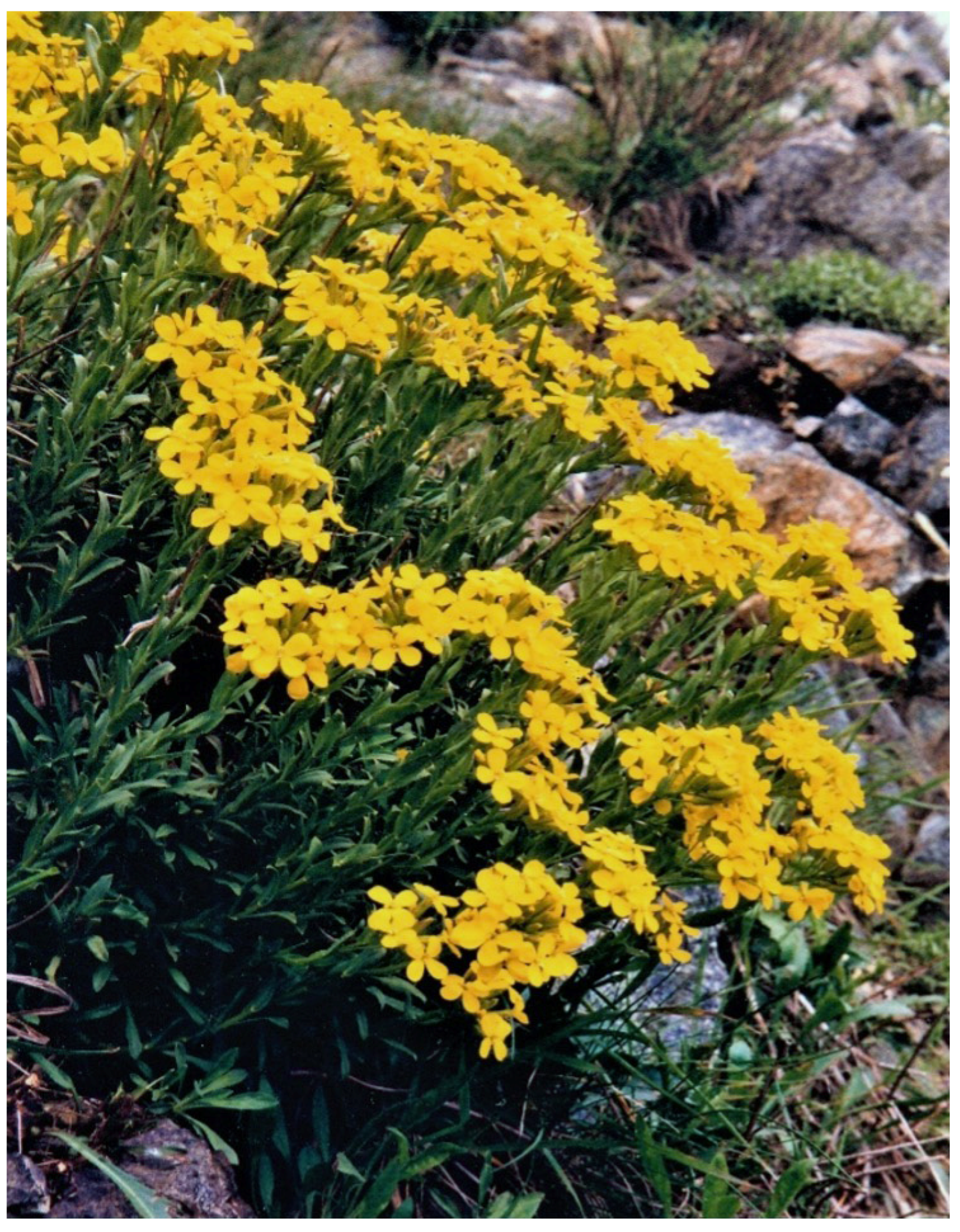 Plants 12 00554 g005