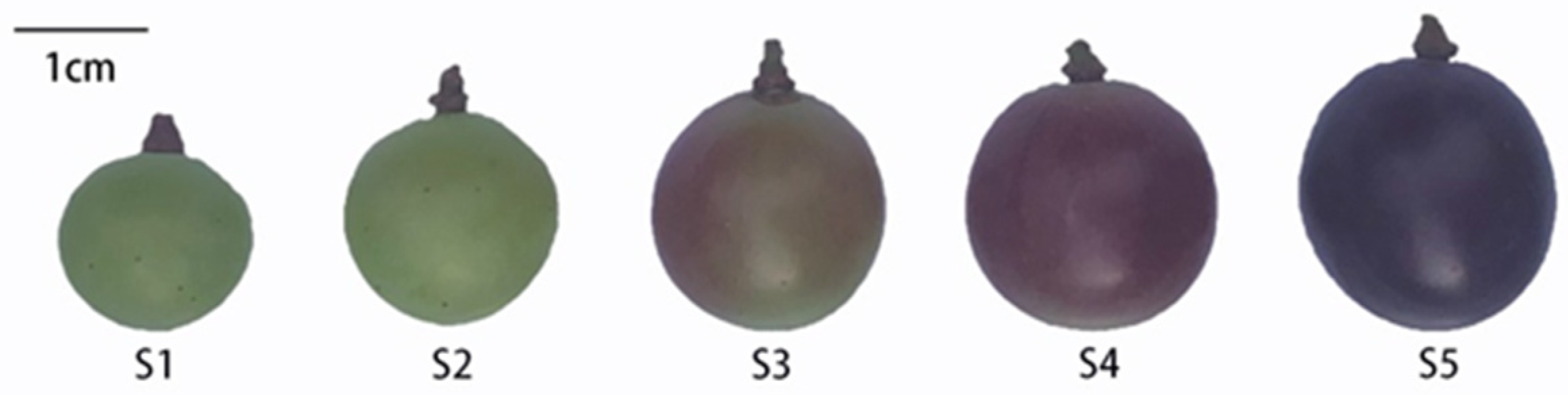 Plants 12 00578 g006 Plants 12 00578 g006