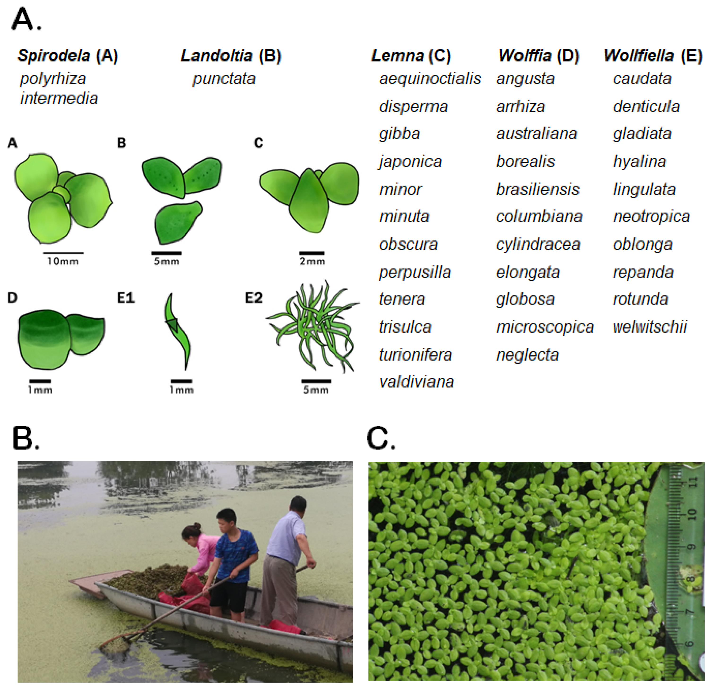 Plants 12 00589 g001