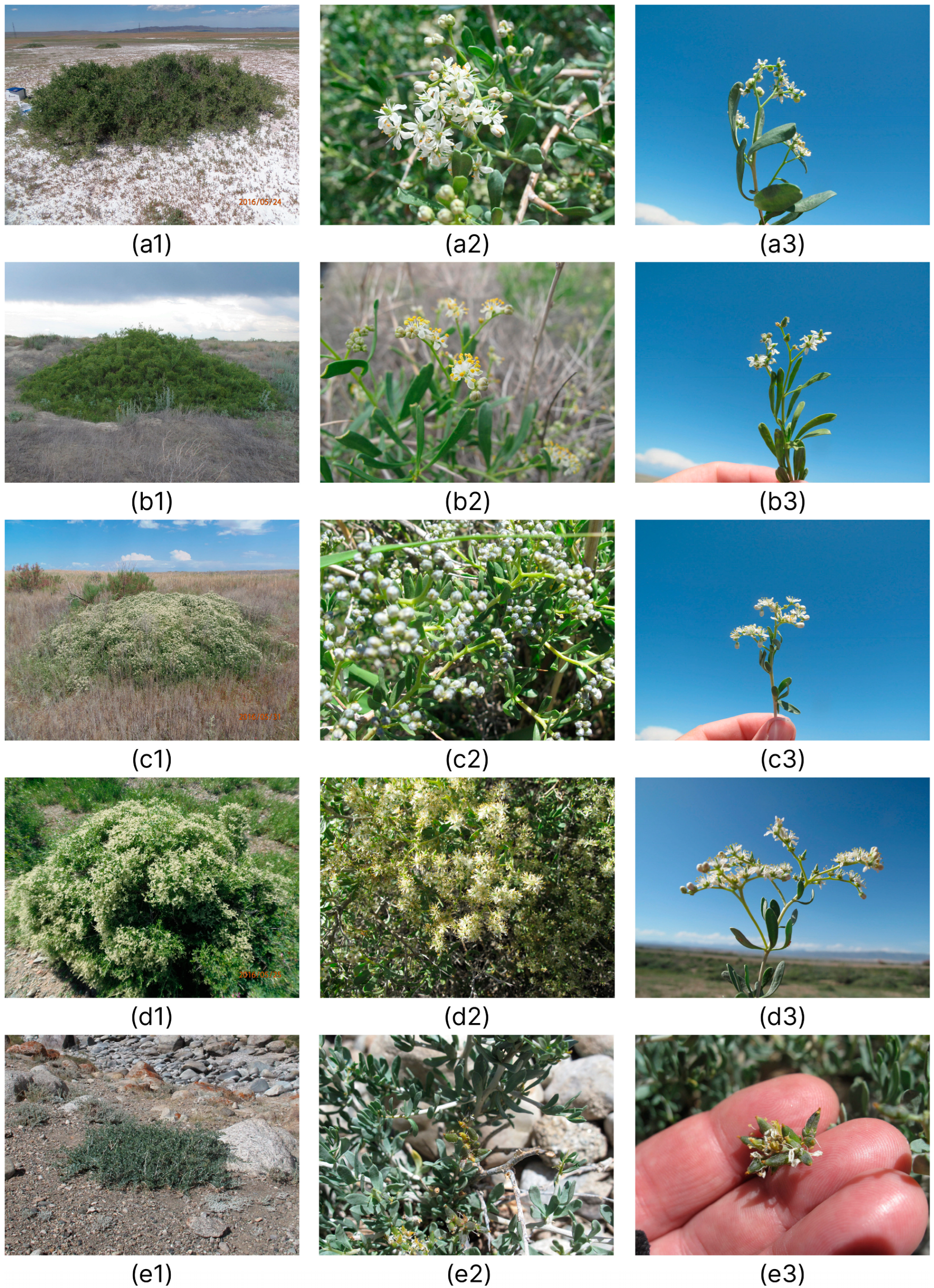 Plants 12 00593 g008 Plants 12 00593 g008