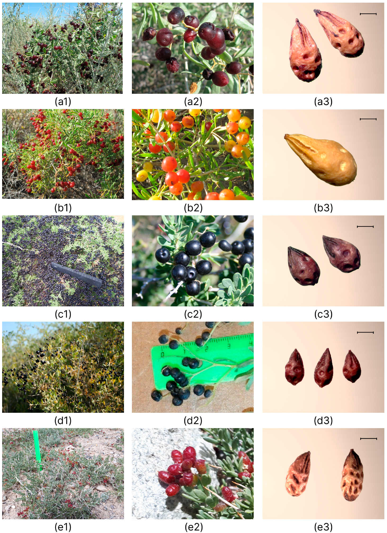 Plants 12 00593 g009 Plants 12 00593 g009