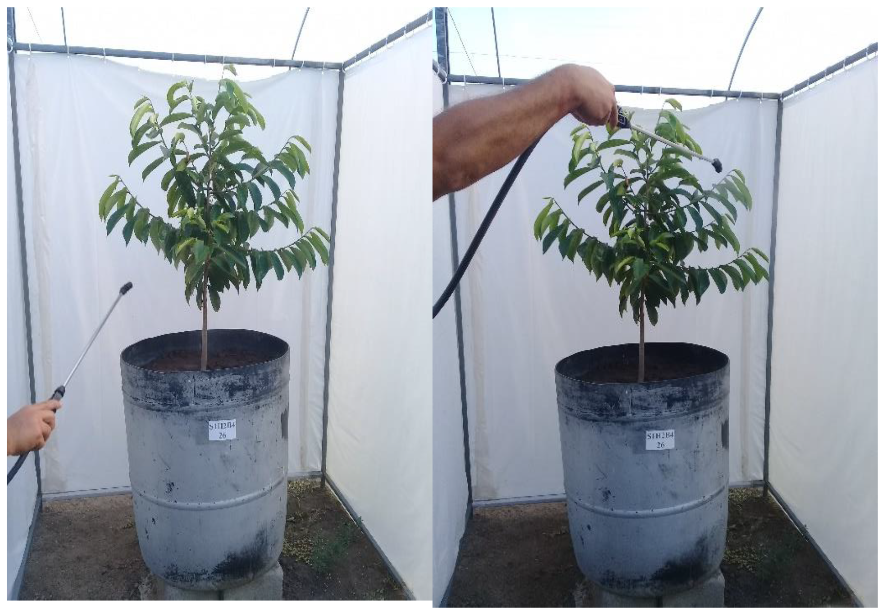 Plants 12 00599 g007